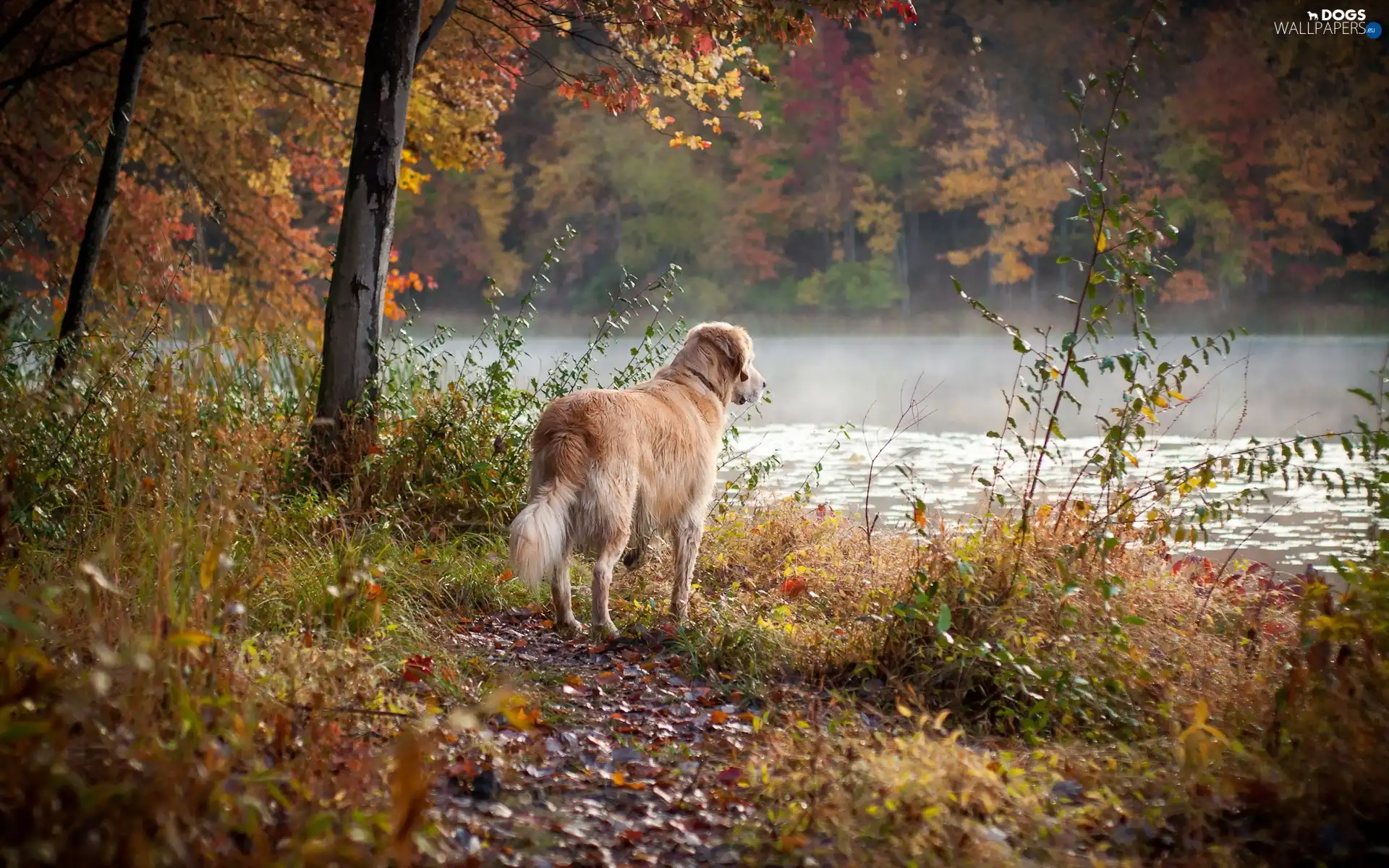 autumn, forest, dog, Golden Retriever, River