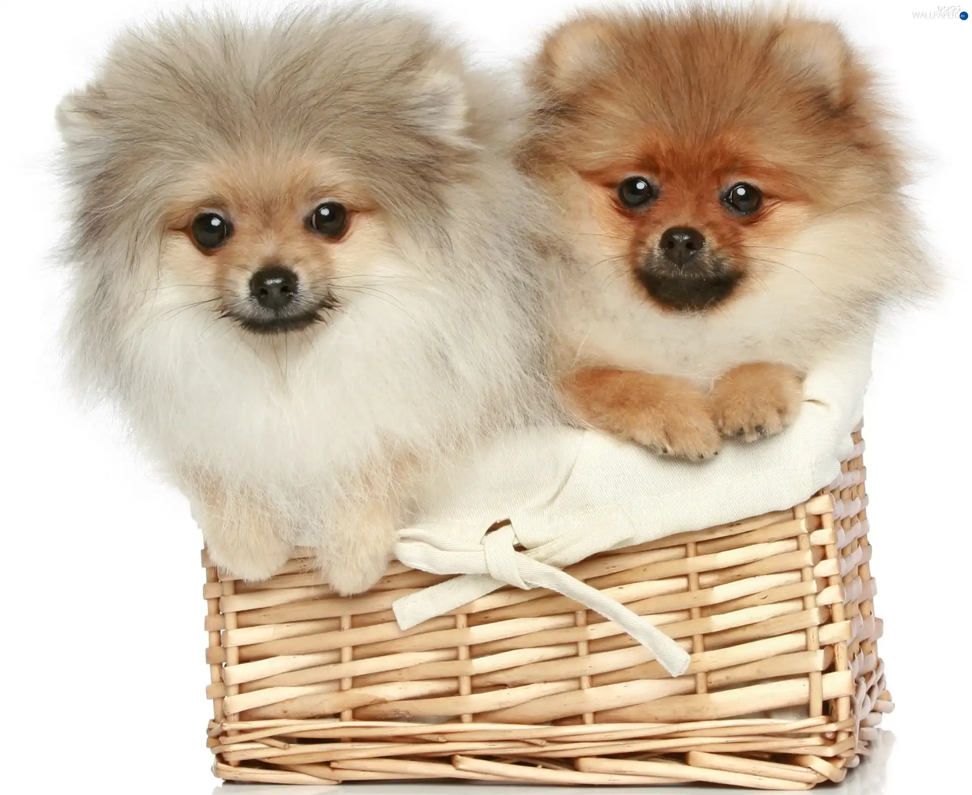 basket, Pomeranian, Dogs