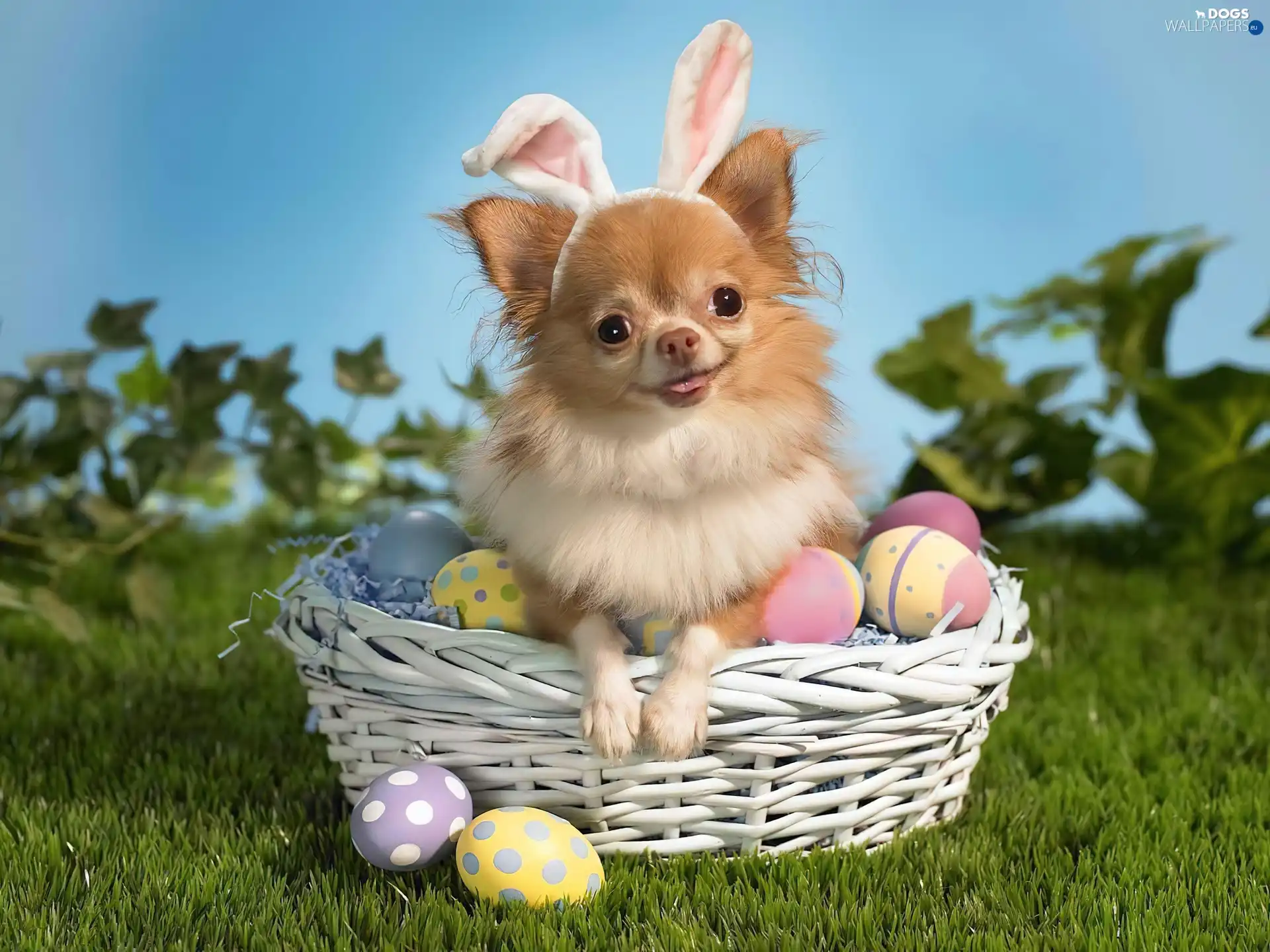 basket, Rabbit, ears, dog, eggs, Chihuahua