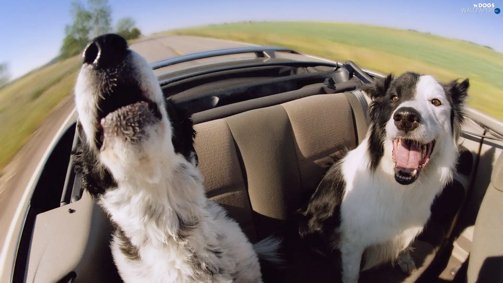 Border Collie, Cabriolet, Dogs