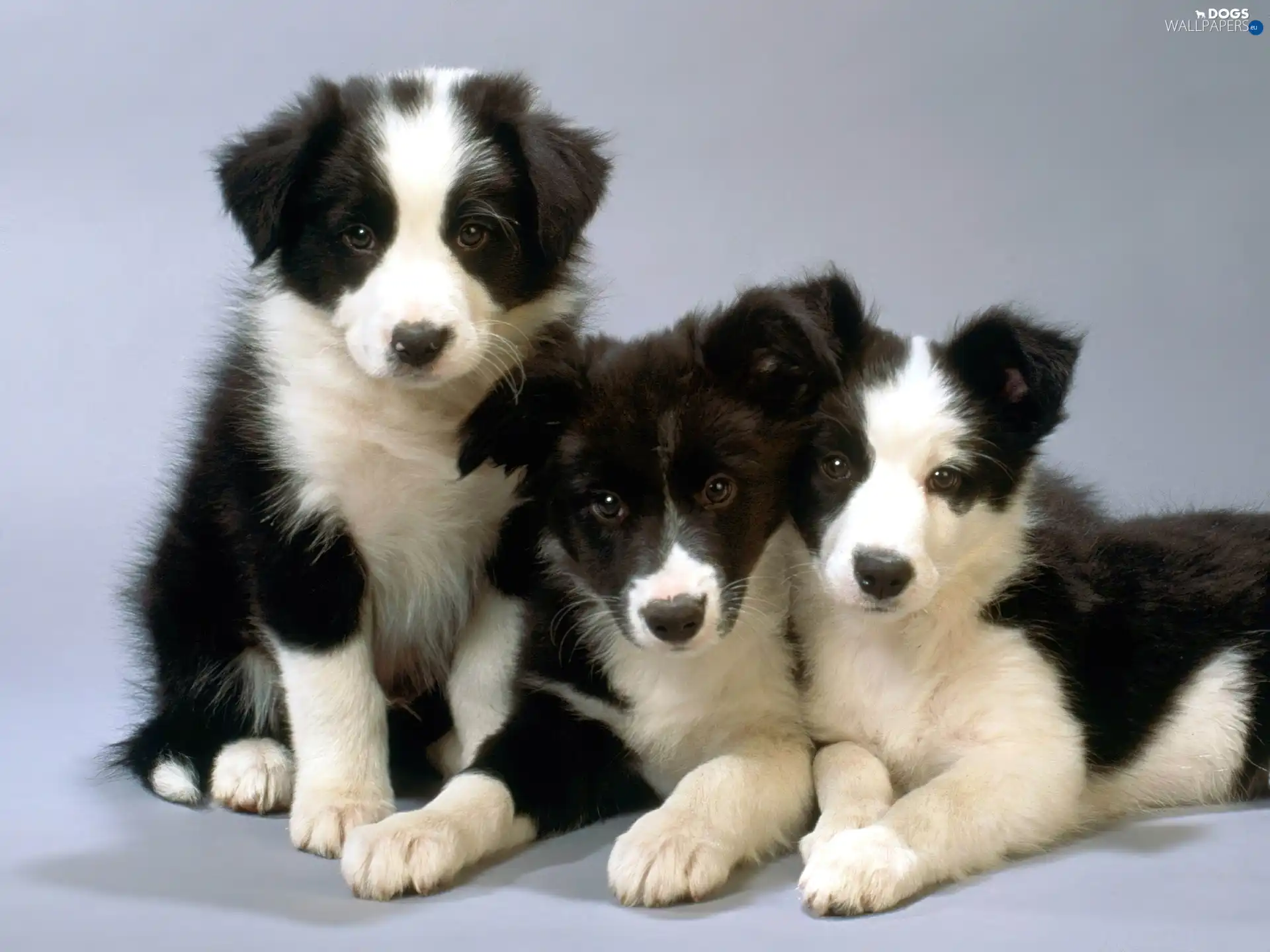 Bearded collie, puppies, Three, sweet
