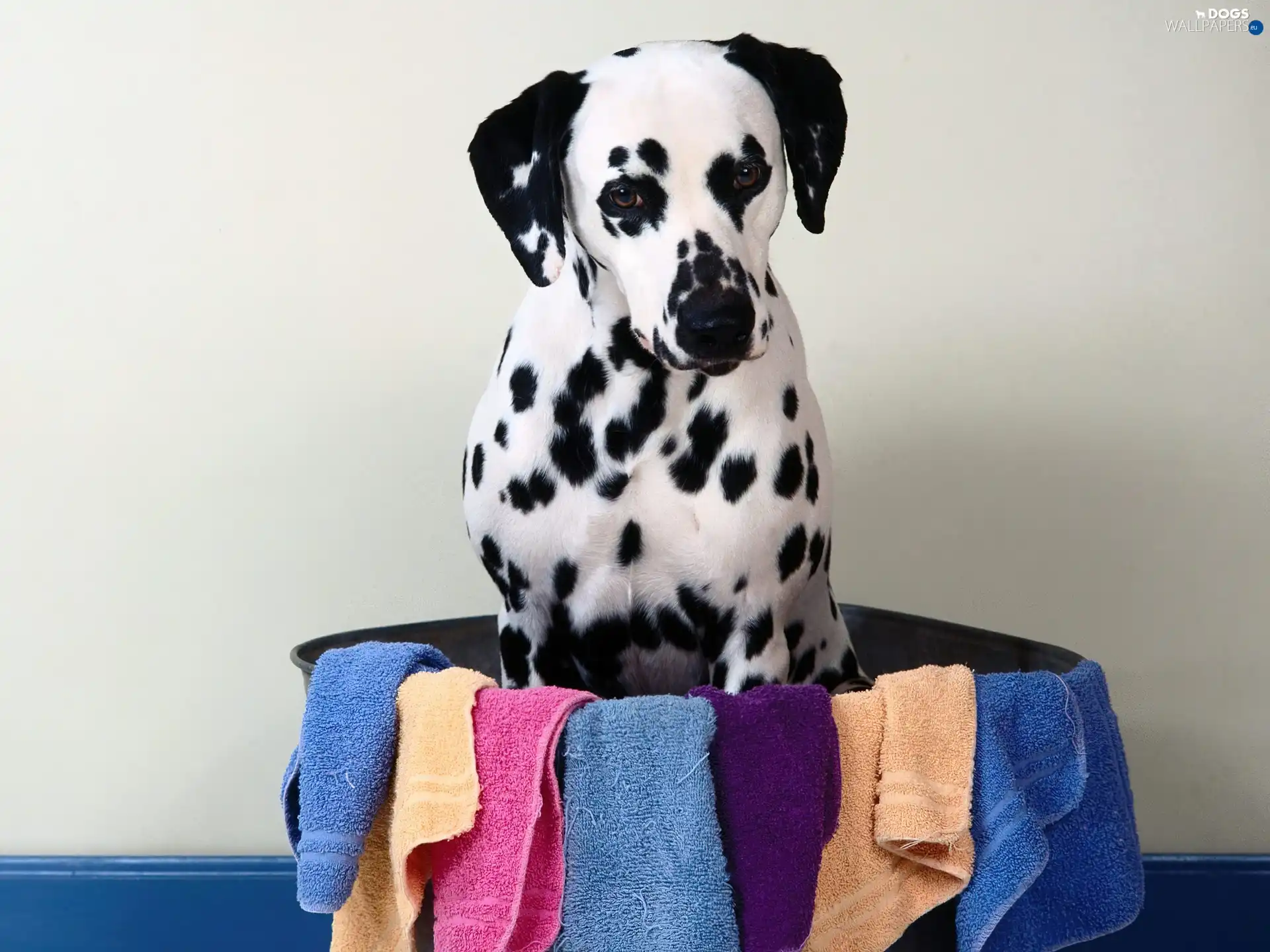 bowl, Towels, dog, Dalmatian