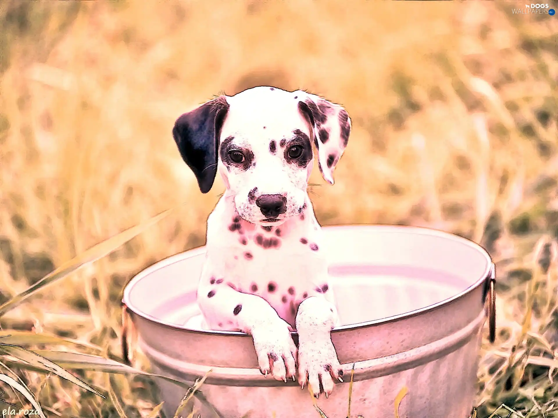 Puppy, Bucket, Dalmatian