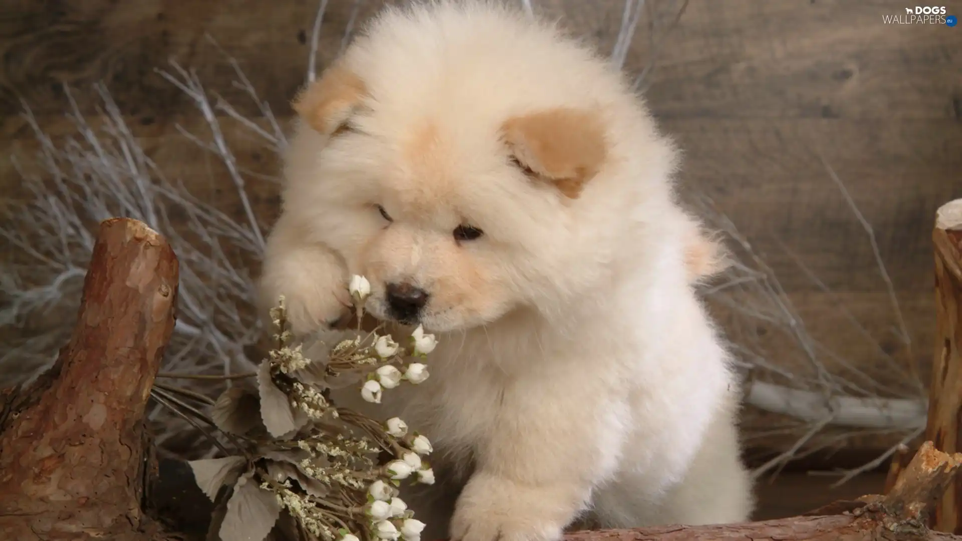 Chow, puppie, small, Chow, White