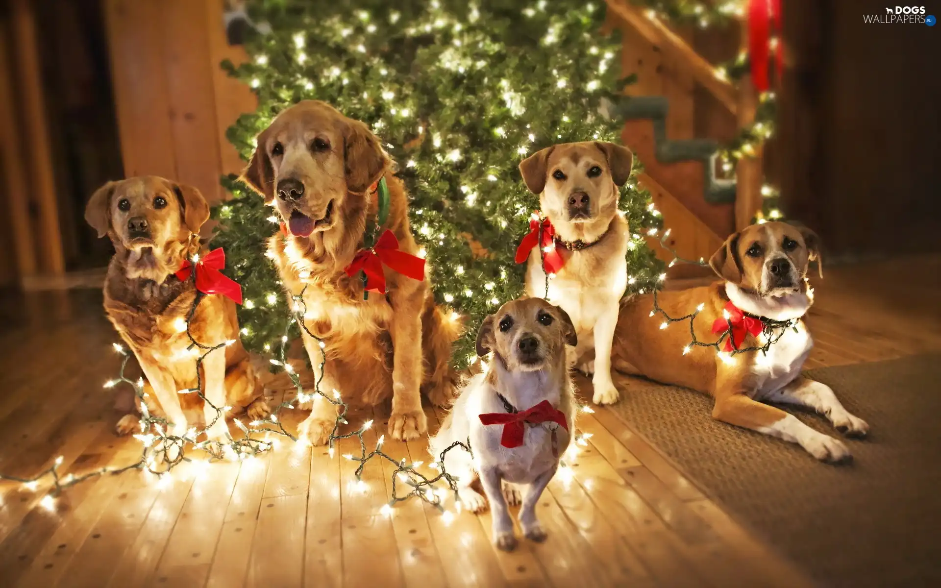 christmas, lighting, puppies, christmas tree