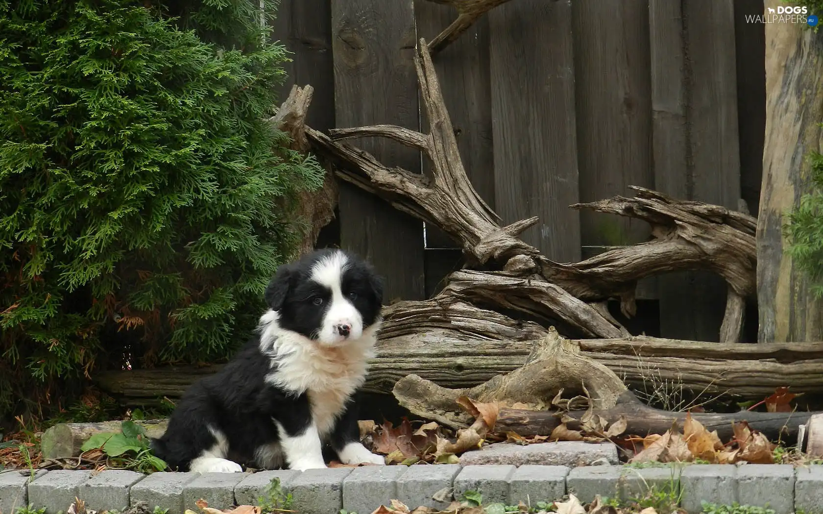 Border Collie, Puppy