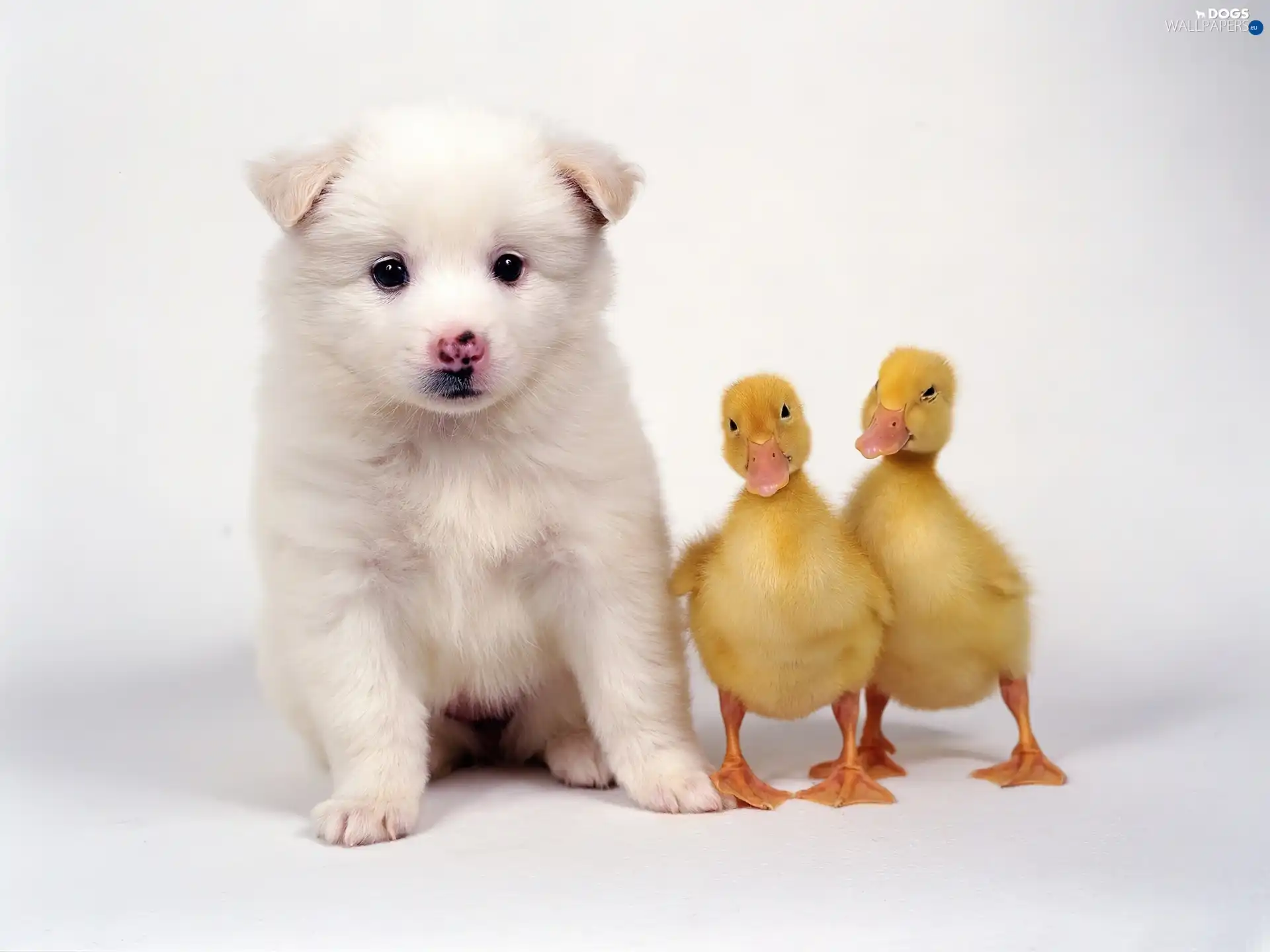 ducks, Two, White, doggie