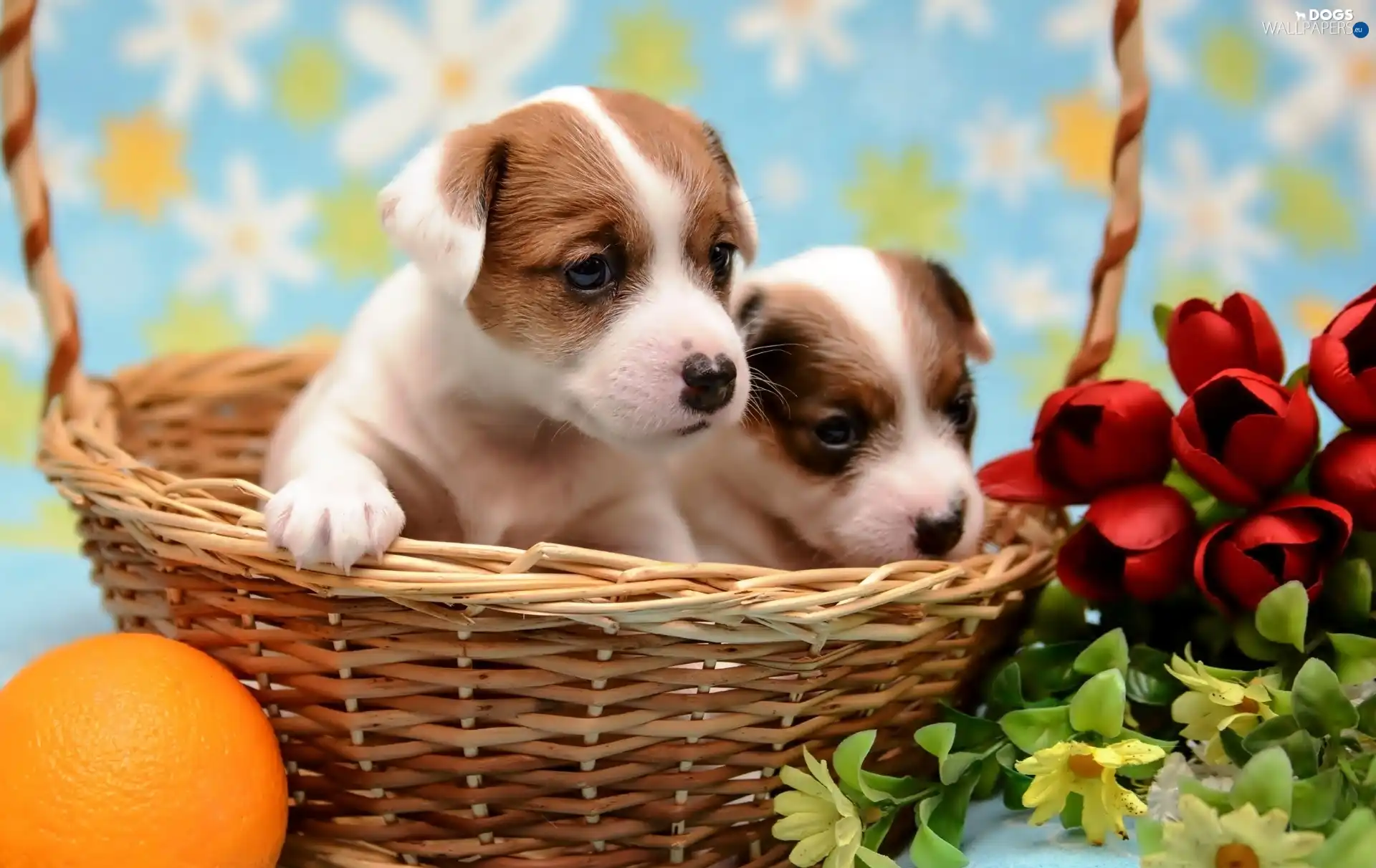 basket, Flowers, puppies