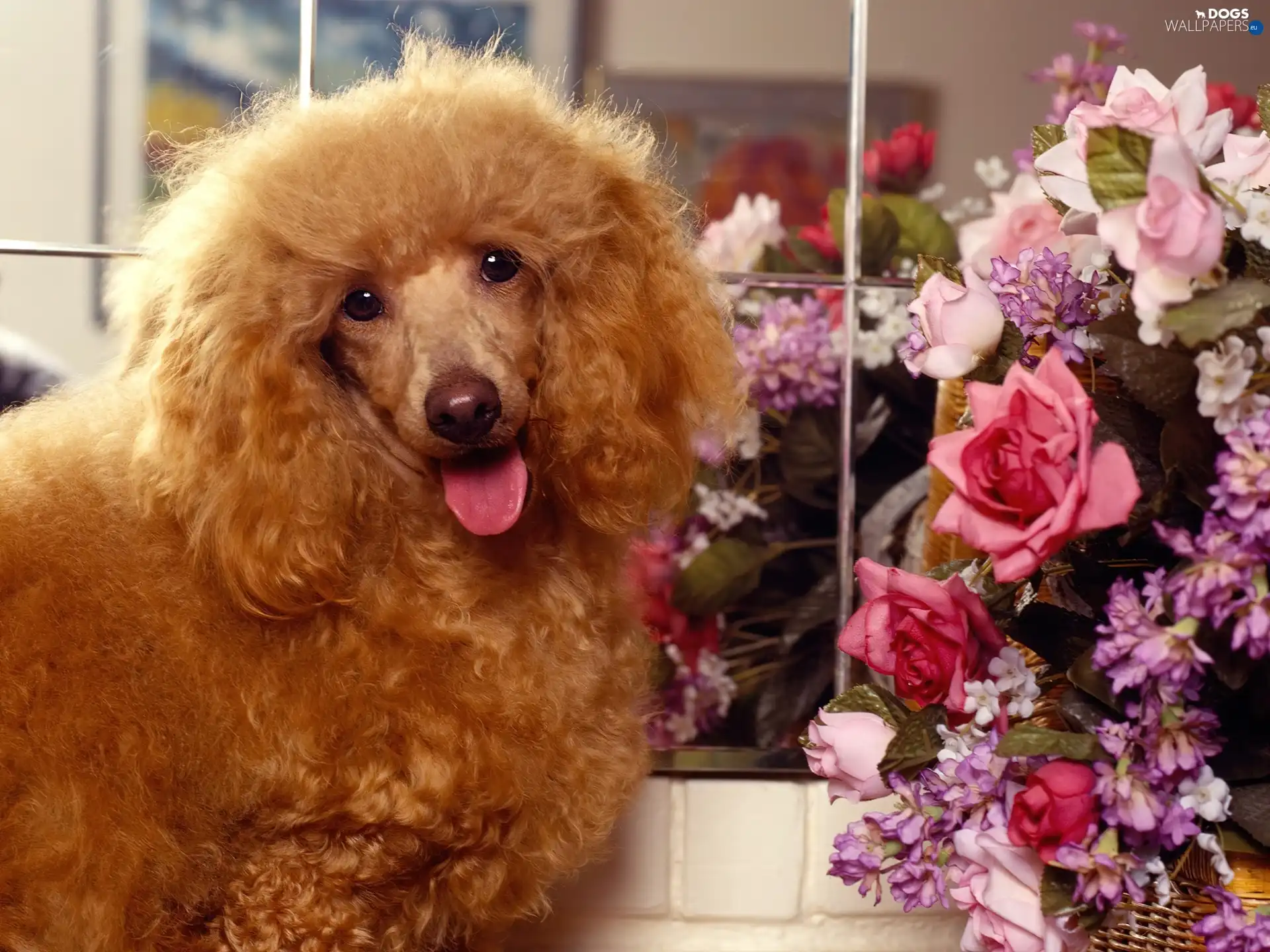 Flowers, Brown, dog, Mirror, poodle