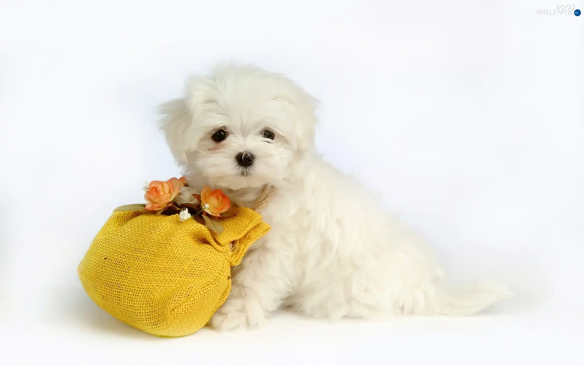 Flowers, puppie, small, White