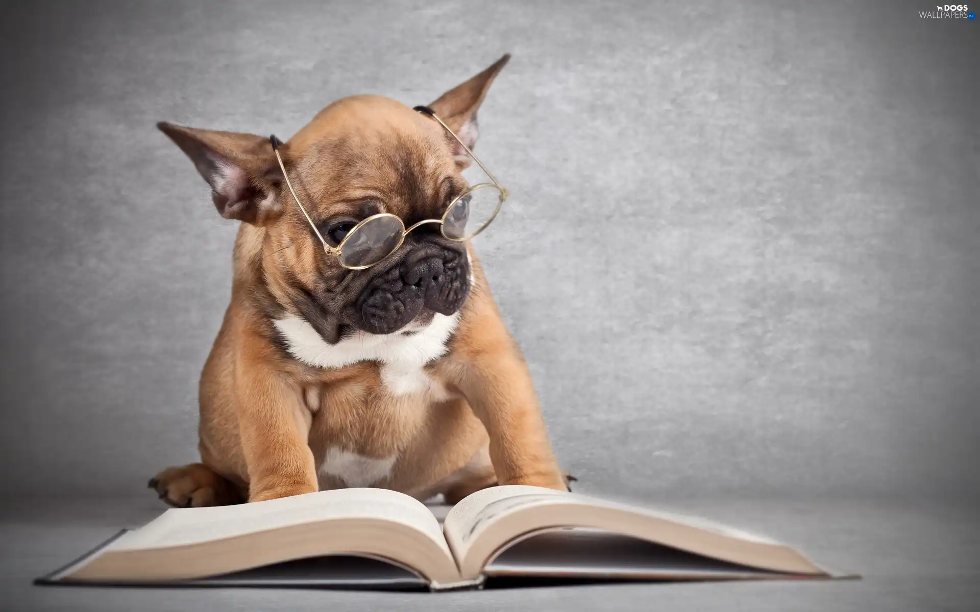 French Bulldog, Book, dog, Glasses