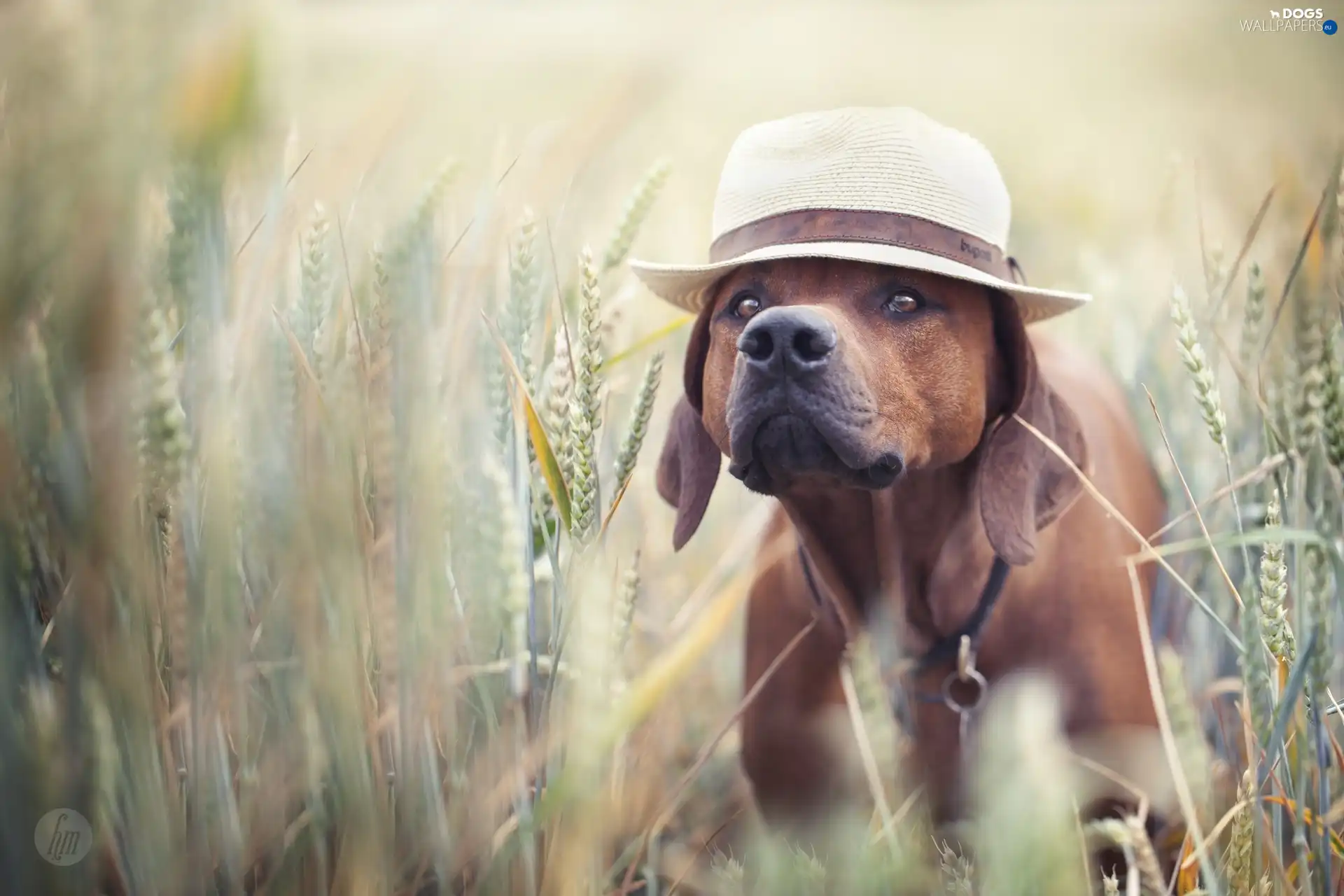 Hat, grass, doggy
