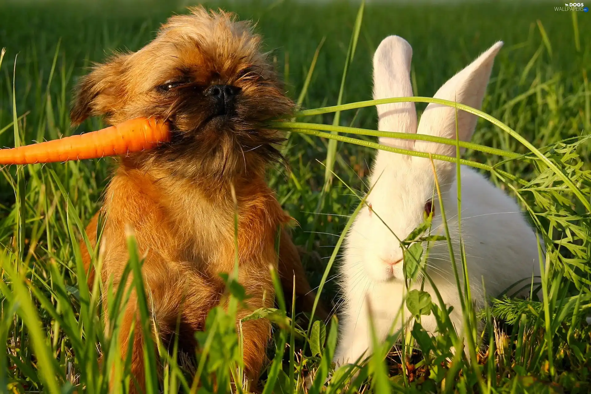 grass, Puppy, Rabbit, carrot