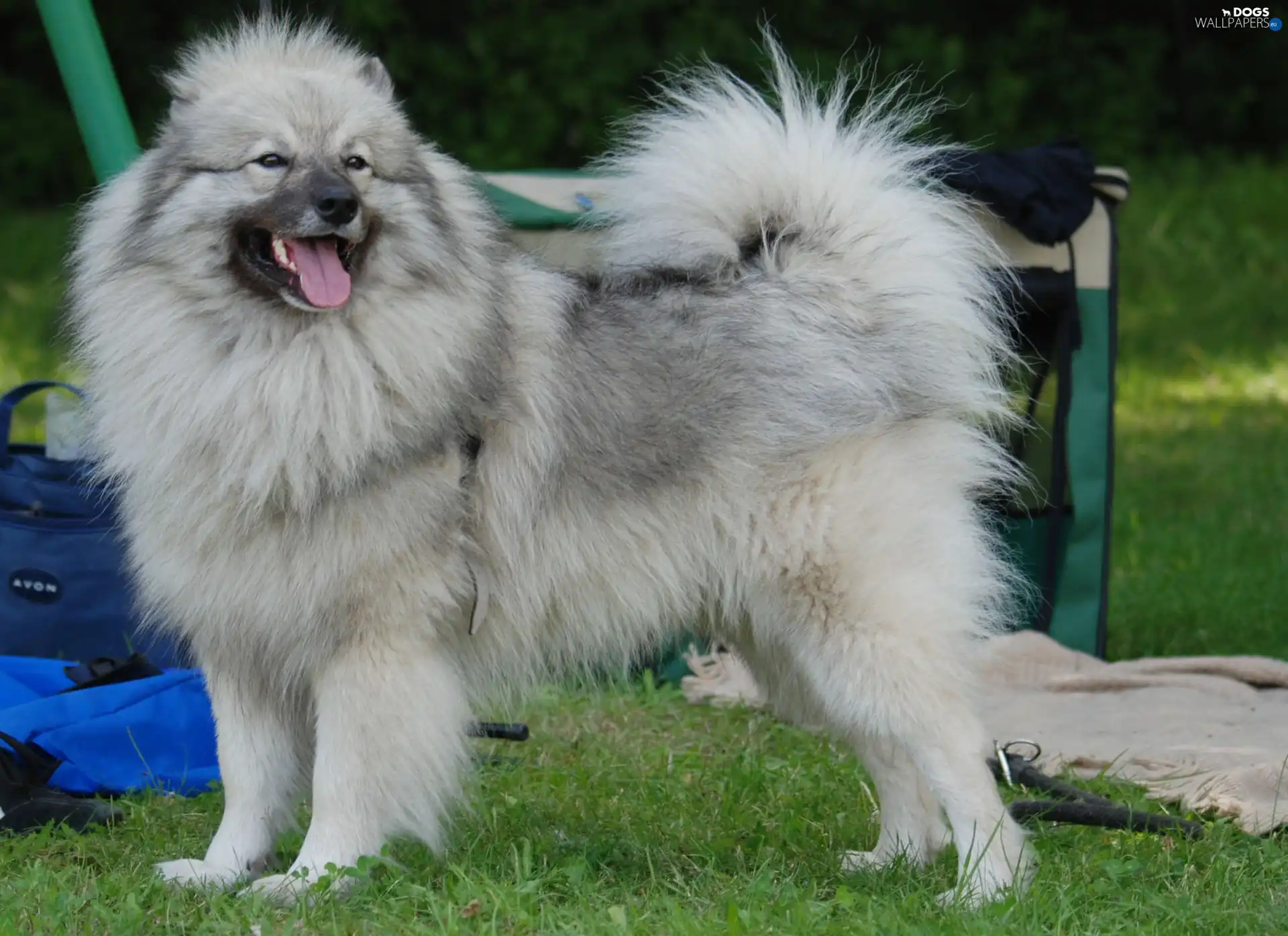 gray and silver, coat, Keeshond
