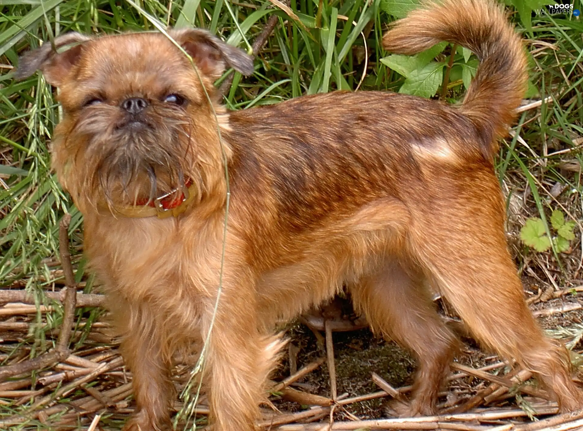 Brussels griffon, mouth