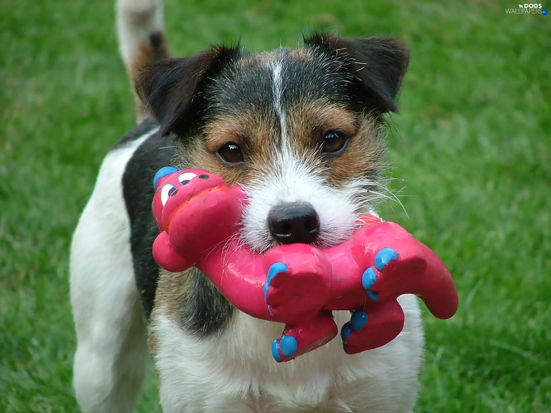haired Fox Terrier, toy, doggy