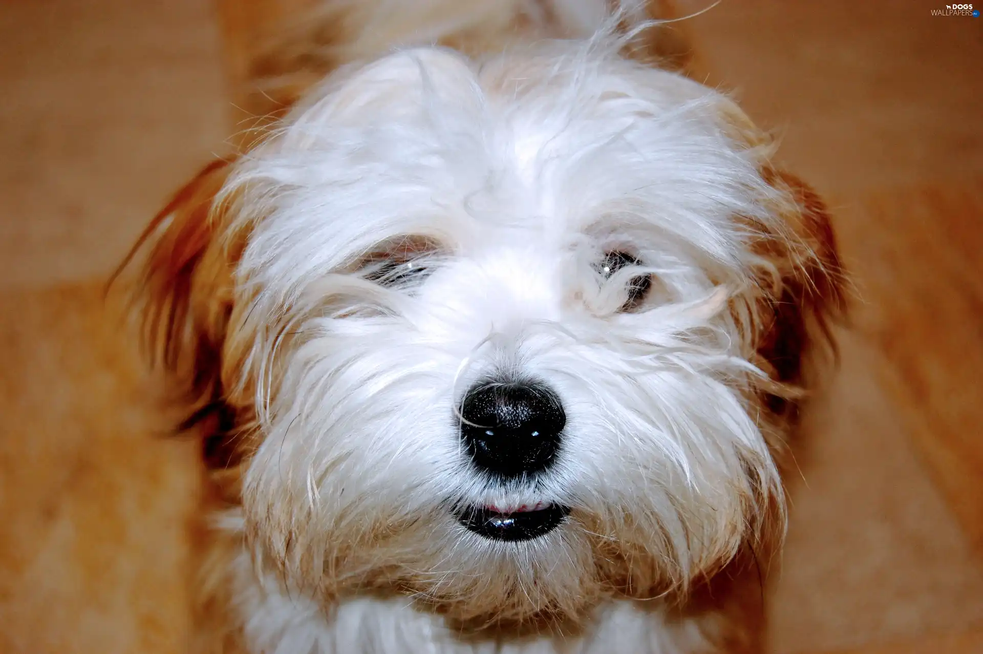 Havanese, mouth