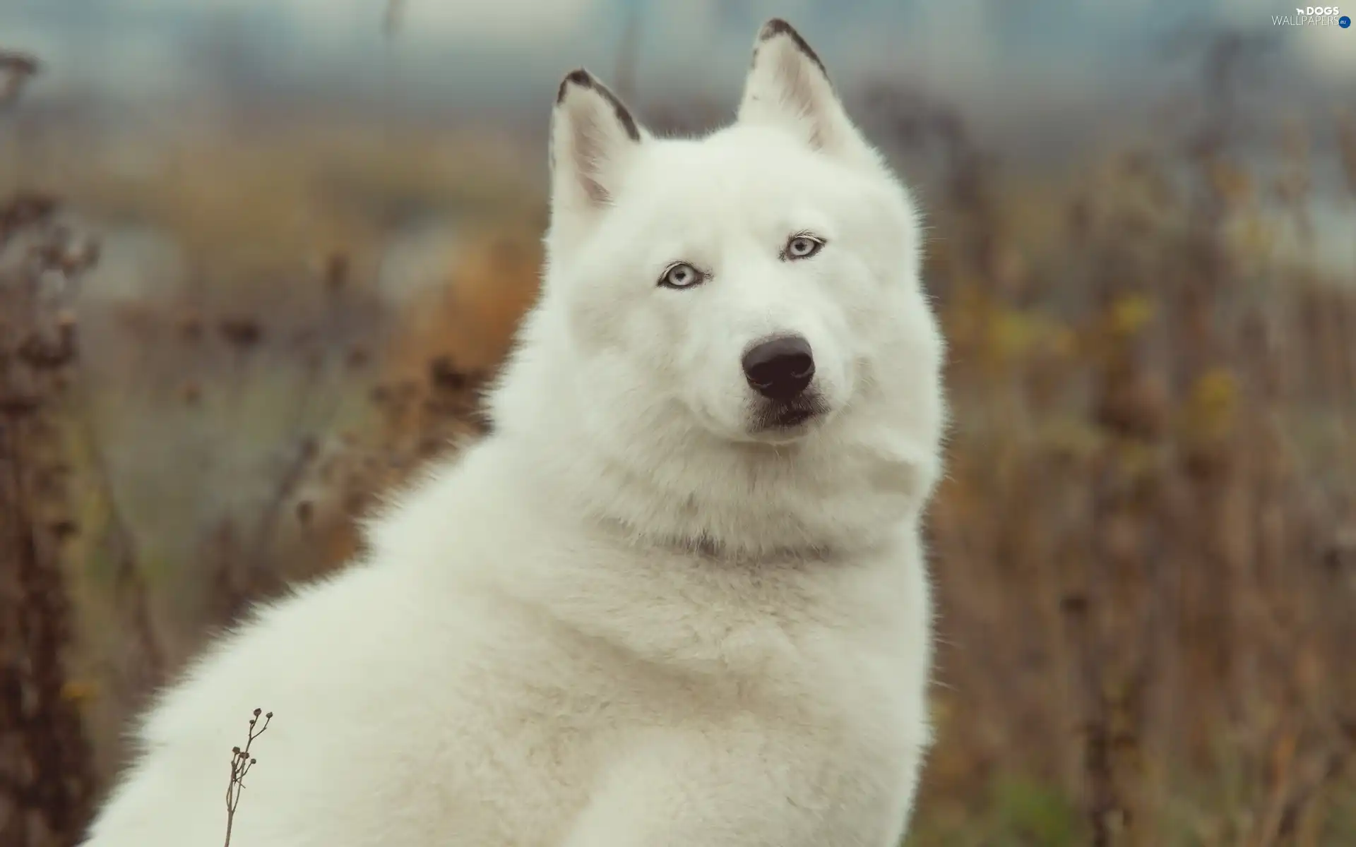 Siberian, Husky, White