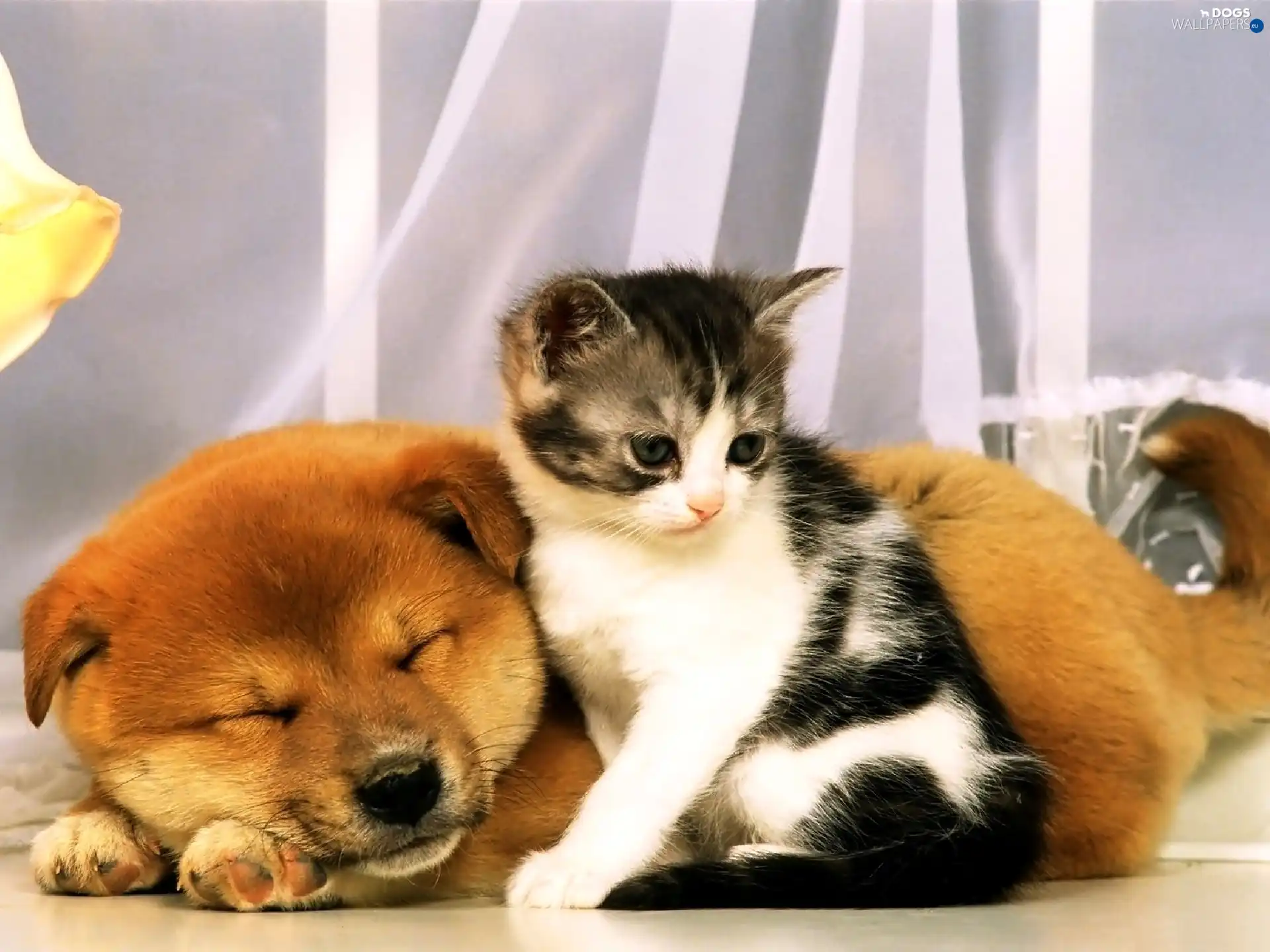 dog, kitten, sleepy