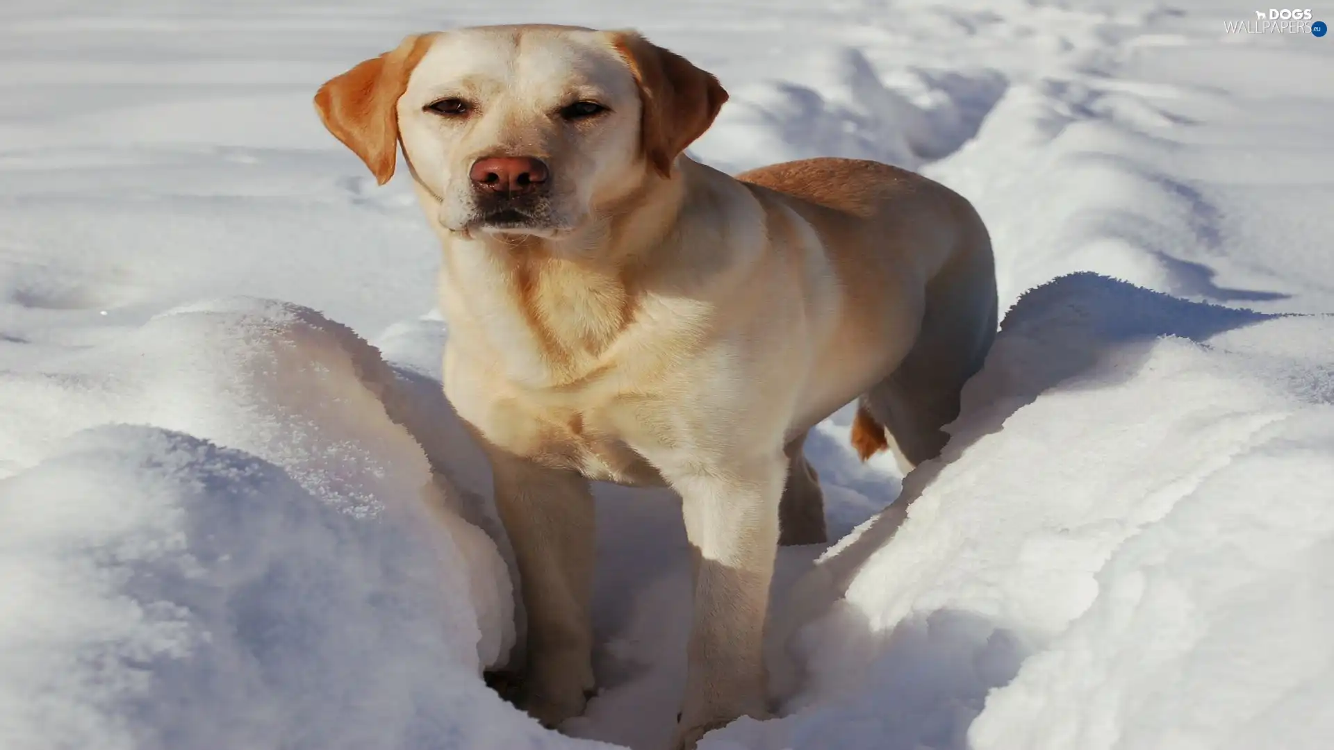 Labrador, dog