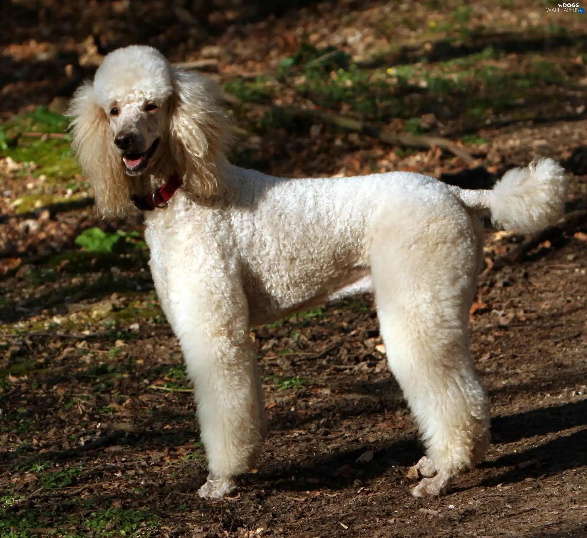 Poodle large, White