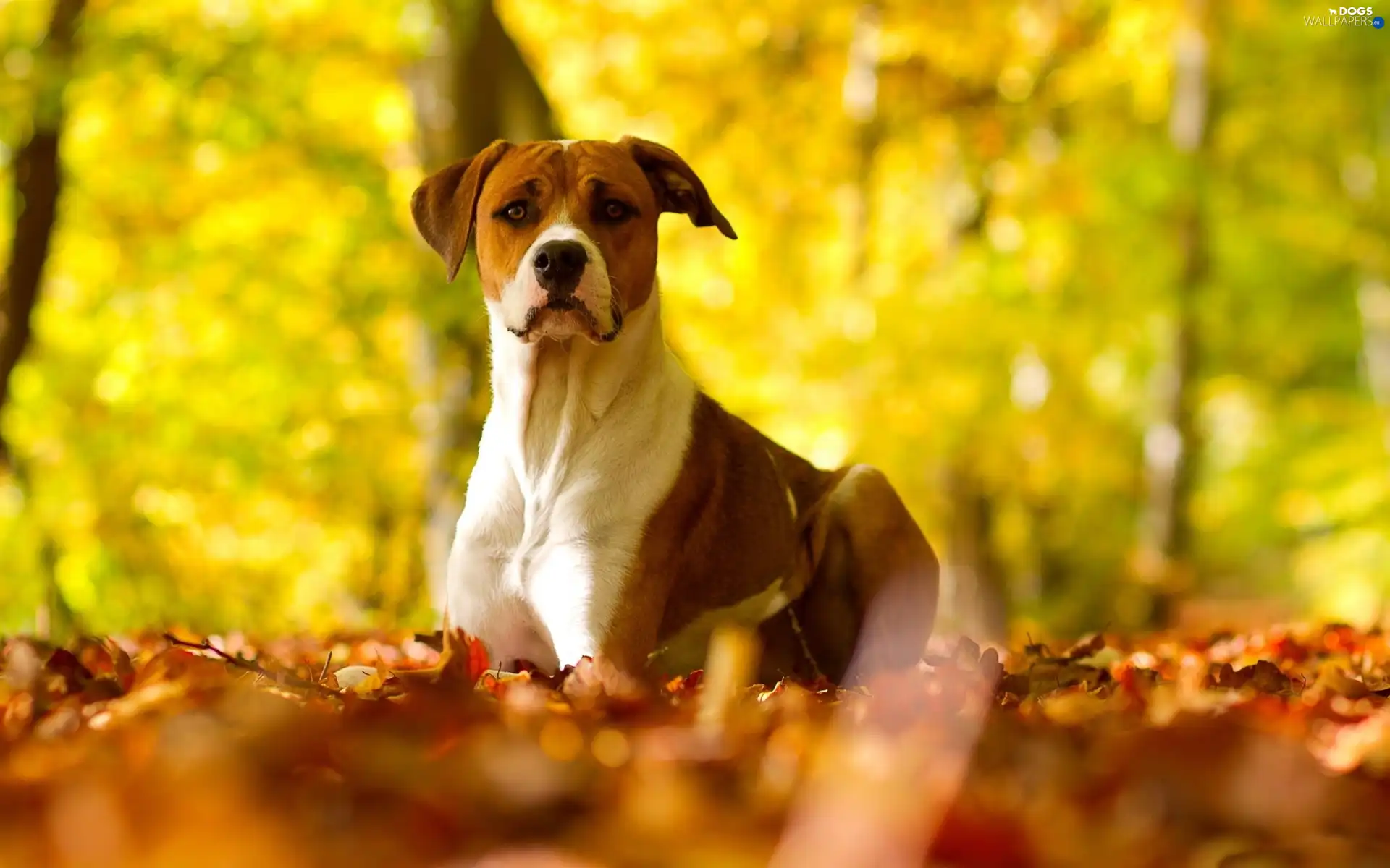 Autumn, Leaf, Pit Bull Terrier