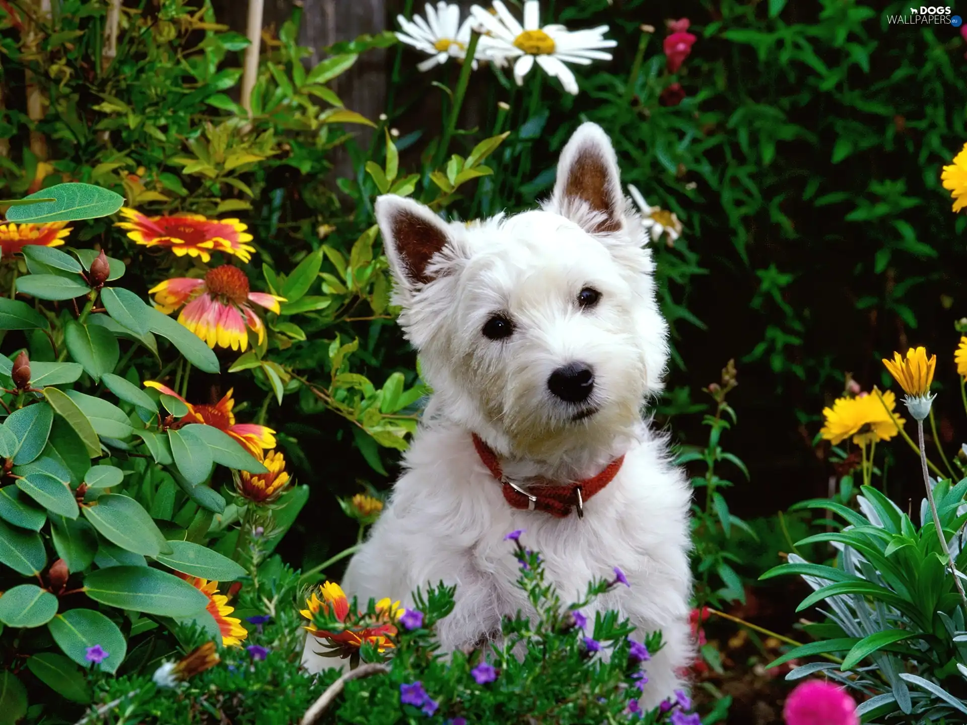 Maltese, Flowers, Garden, White, Maltese, dog