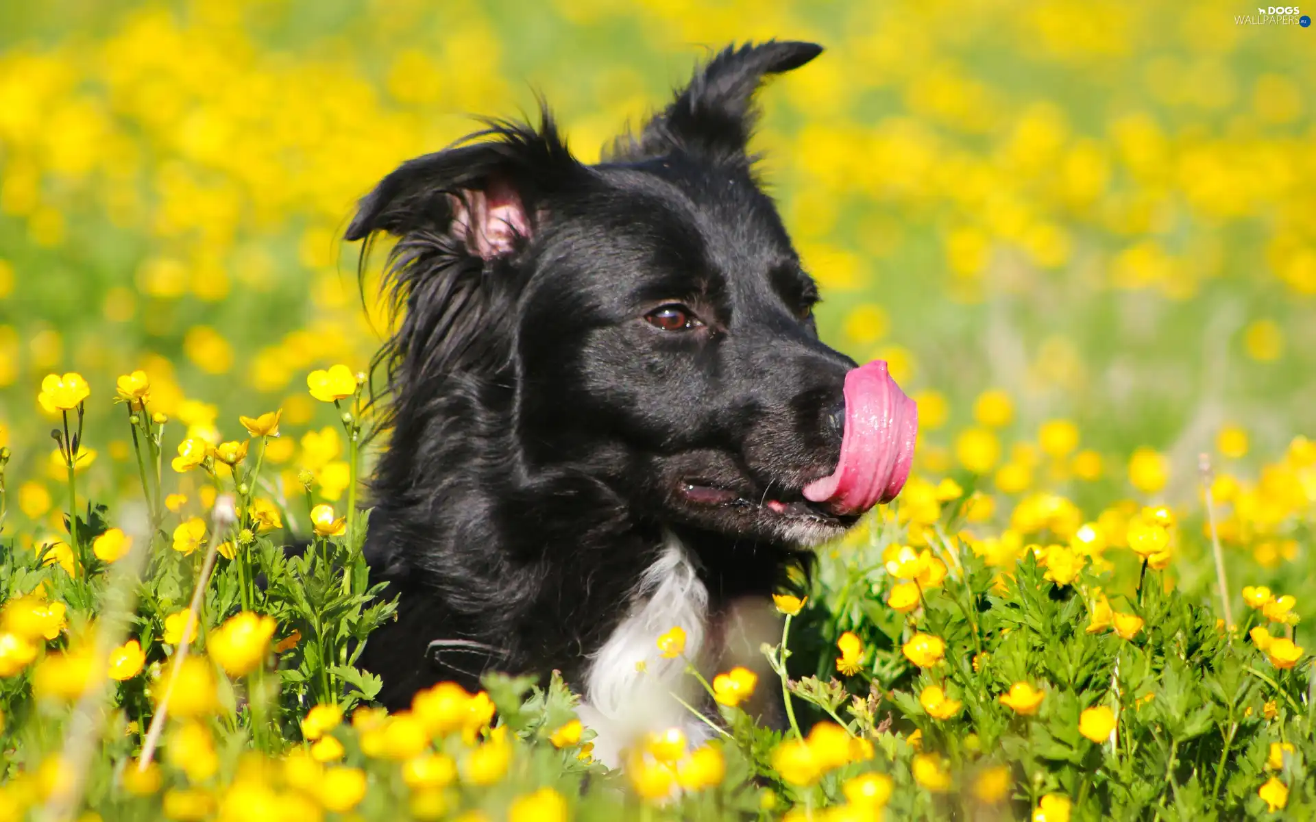marigolds, Flowers, dog, Meadow