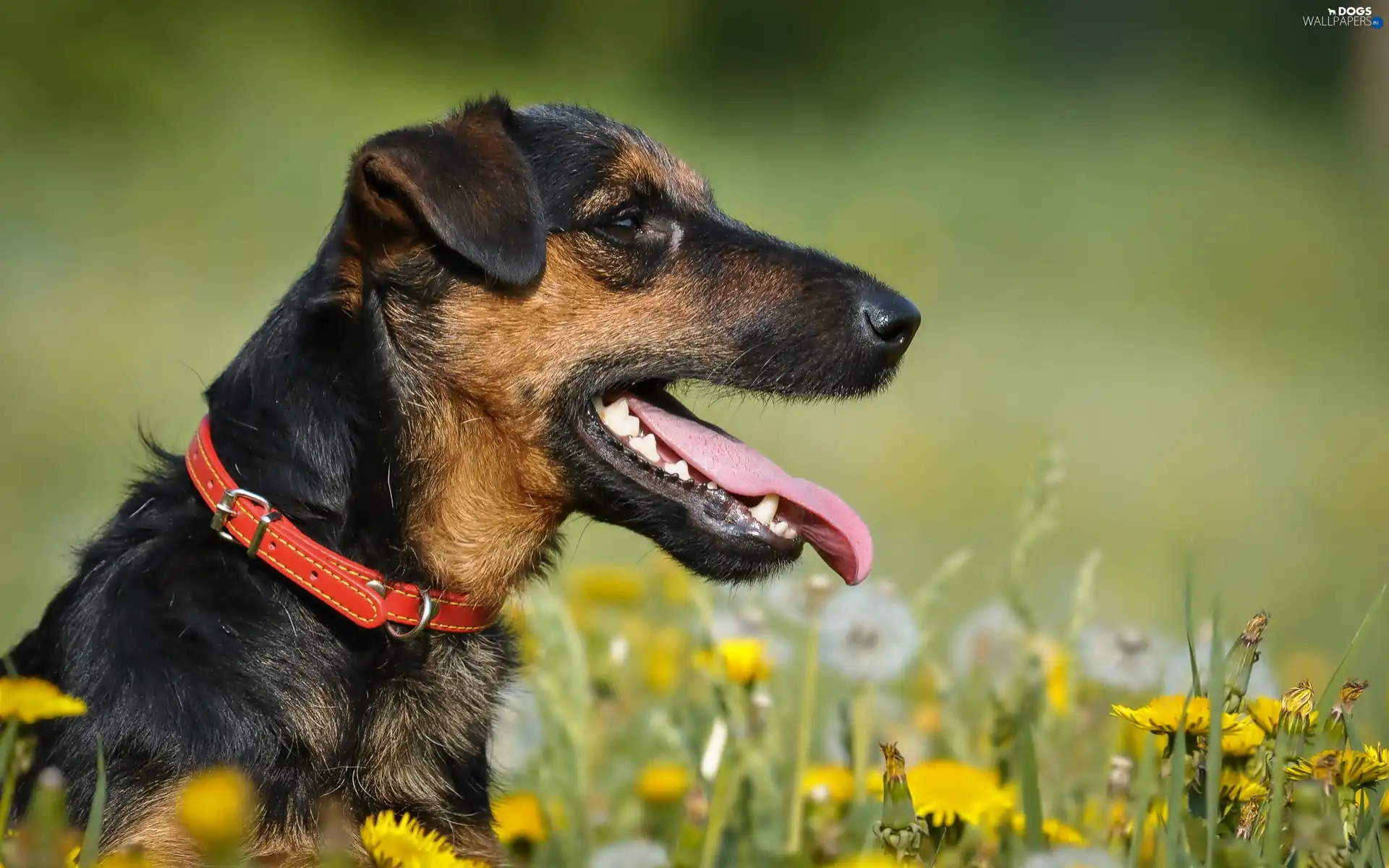 Meadow, Tounge, Terrier, dog-collar