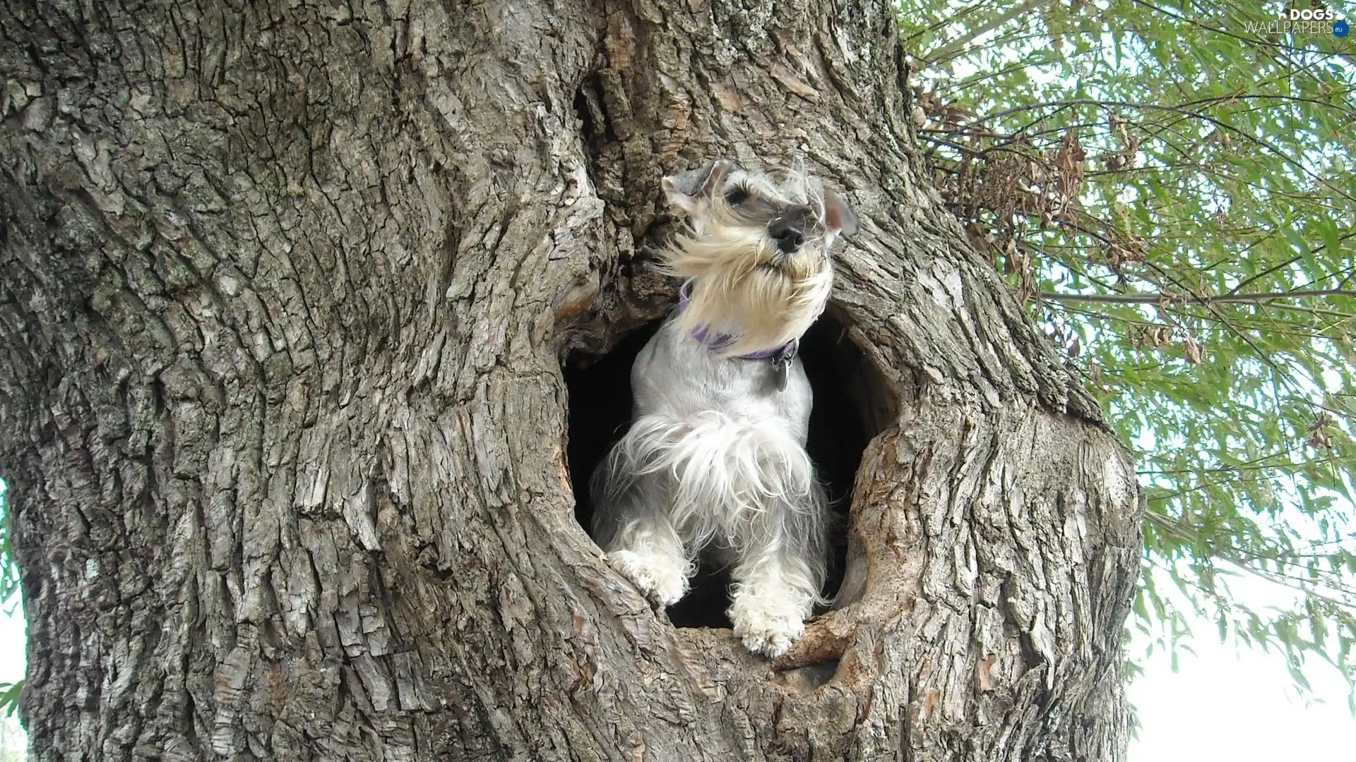 miniature Schnauzer, hollow, dog, trees