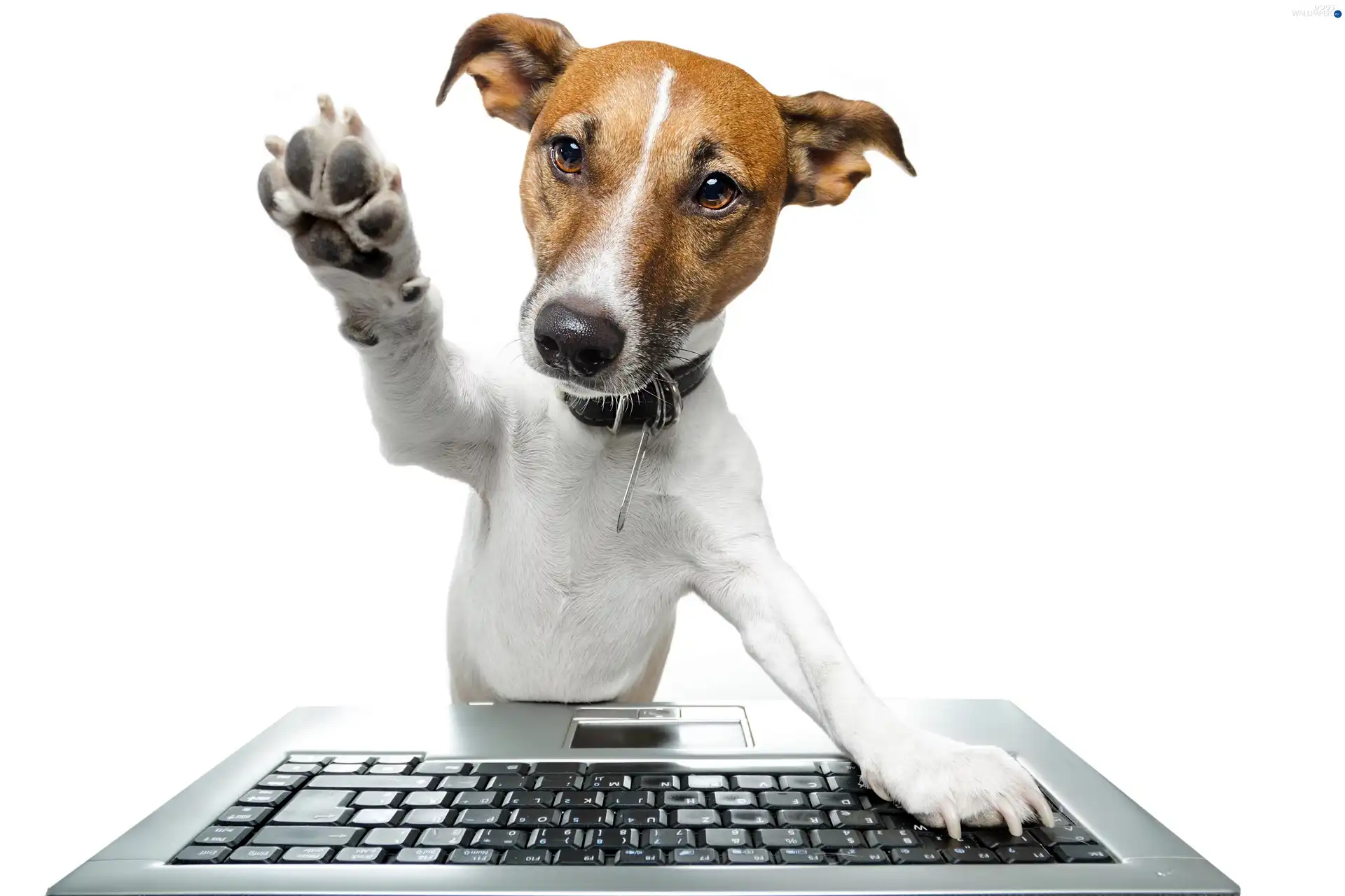 keyboard, paw, dog