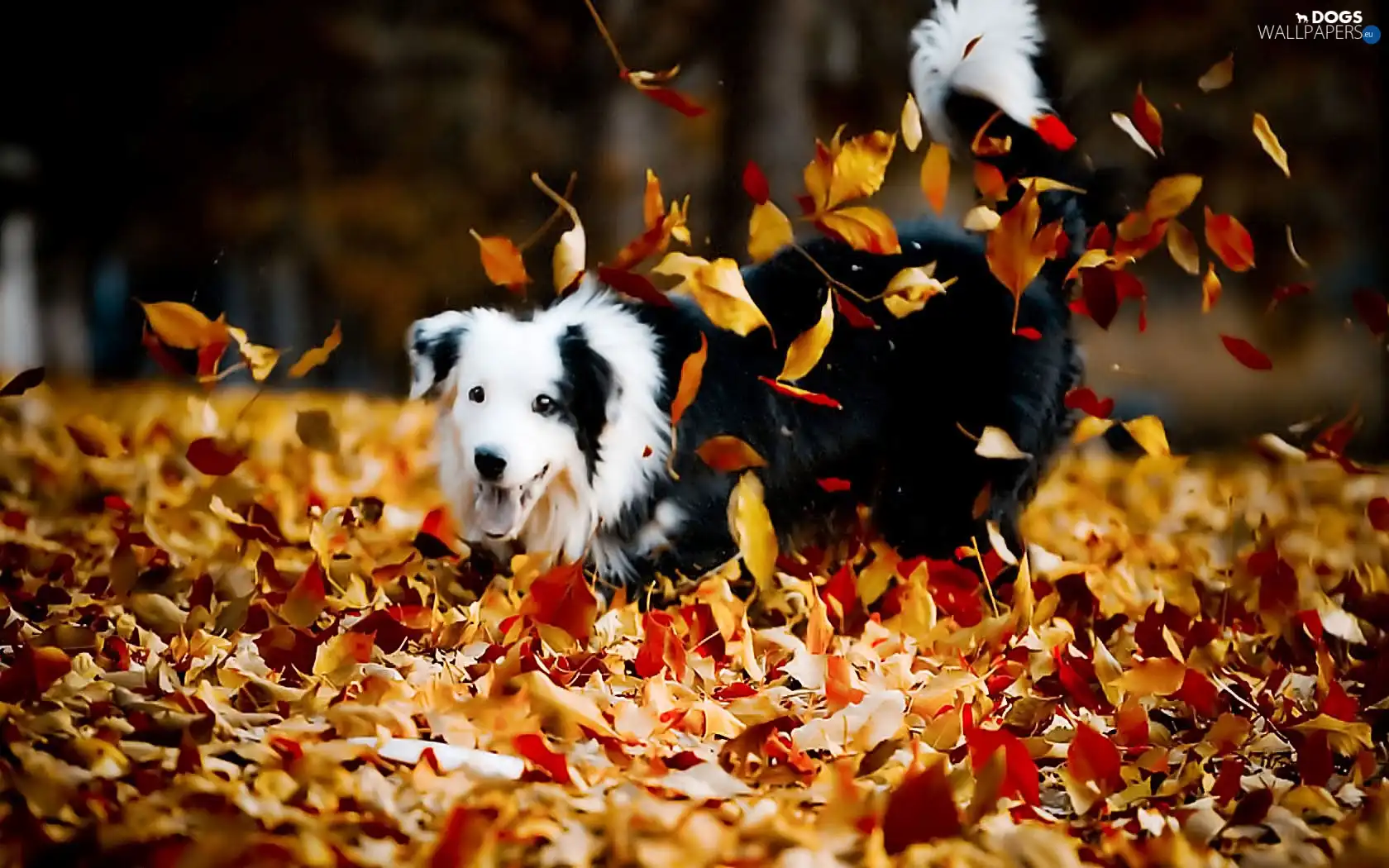 autumn, play, dog