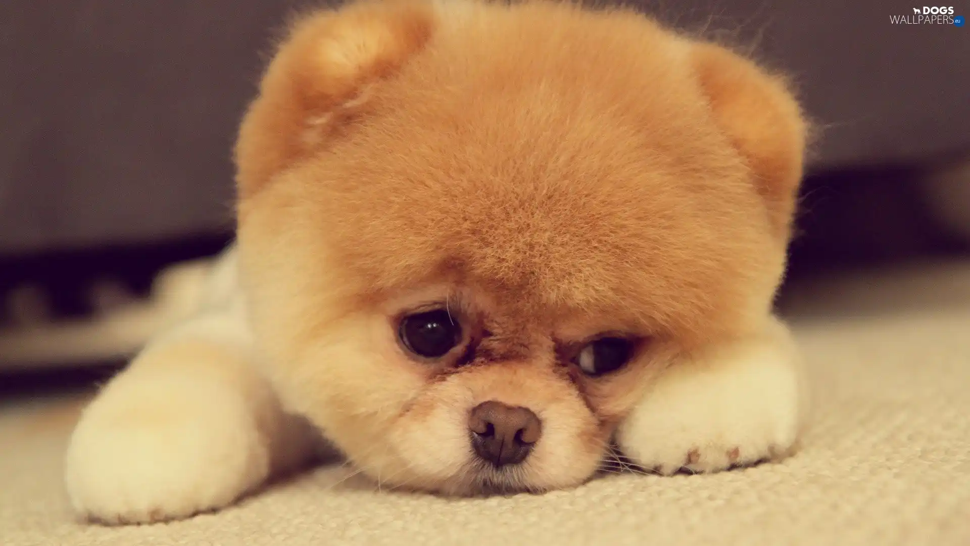 puppie, Pomeranian, sad