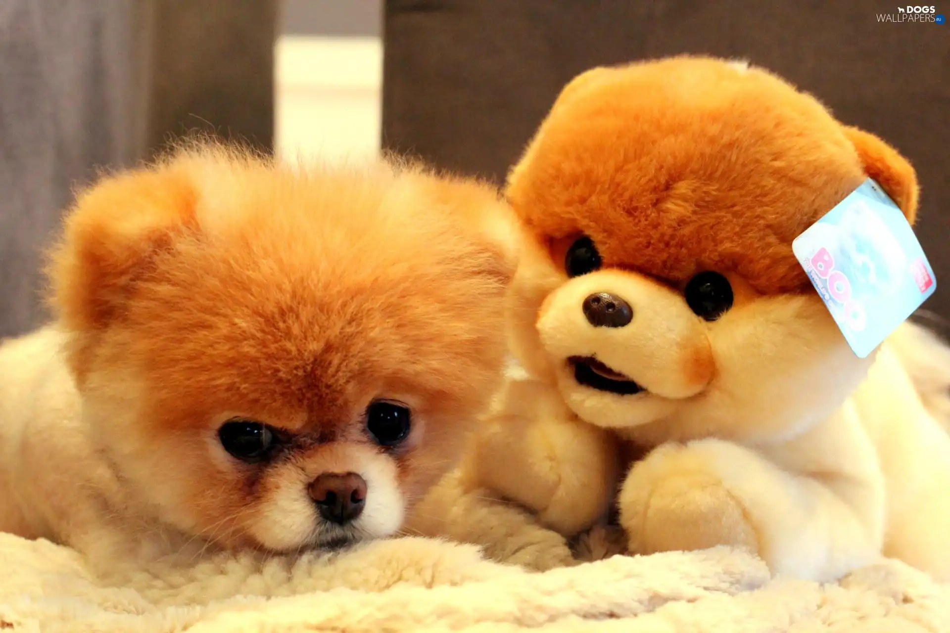 Pomeranian, plush toy, dog