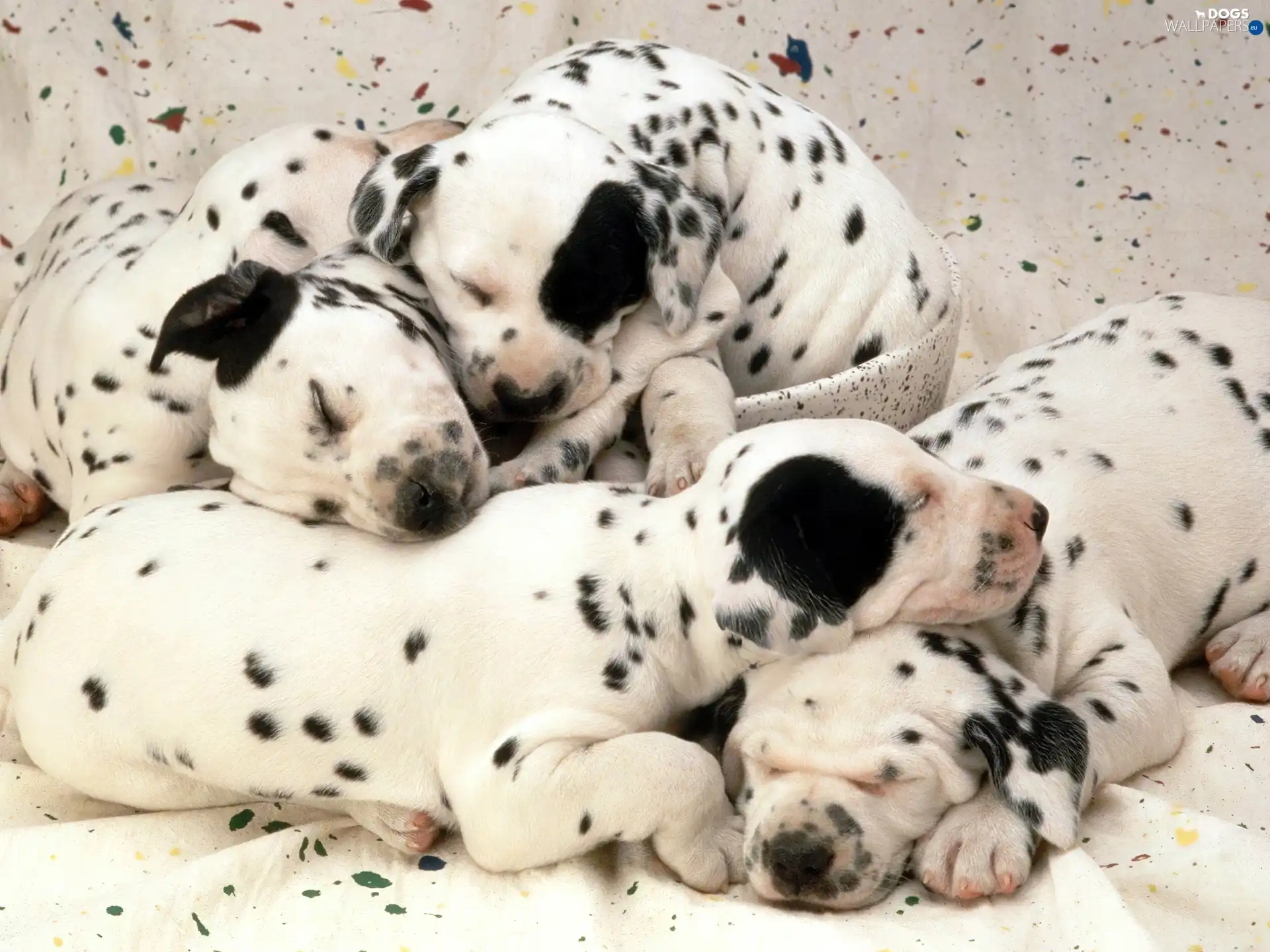 puppies, Dalmatians