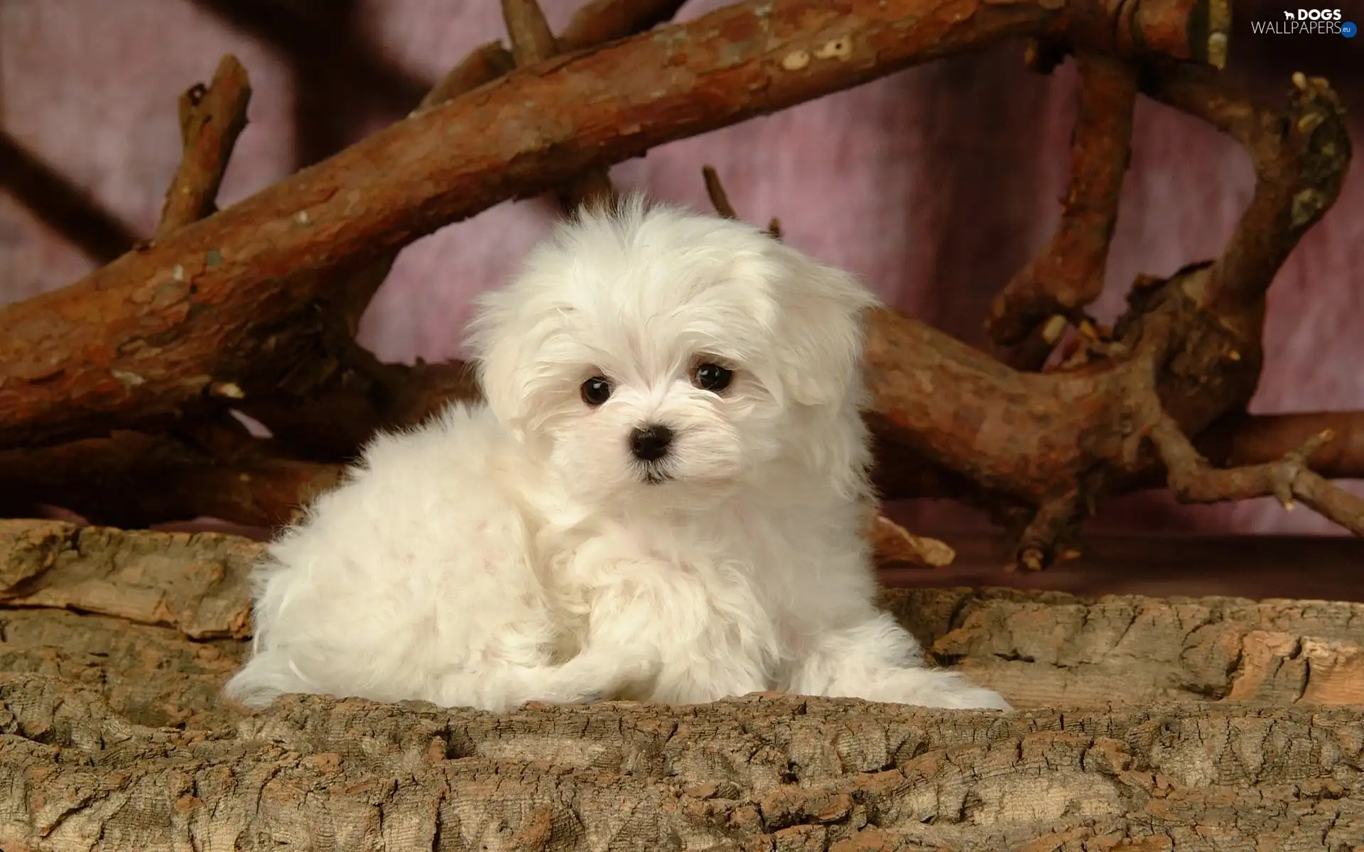 Puppy, White