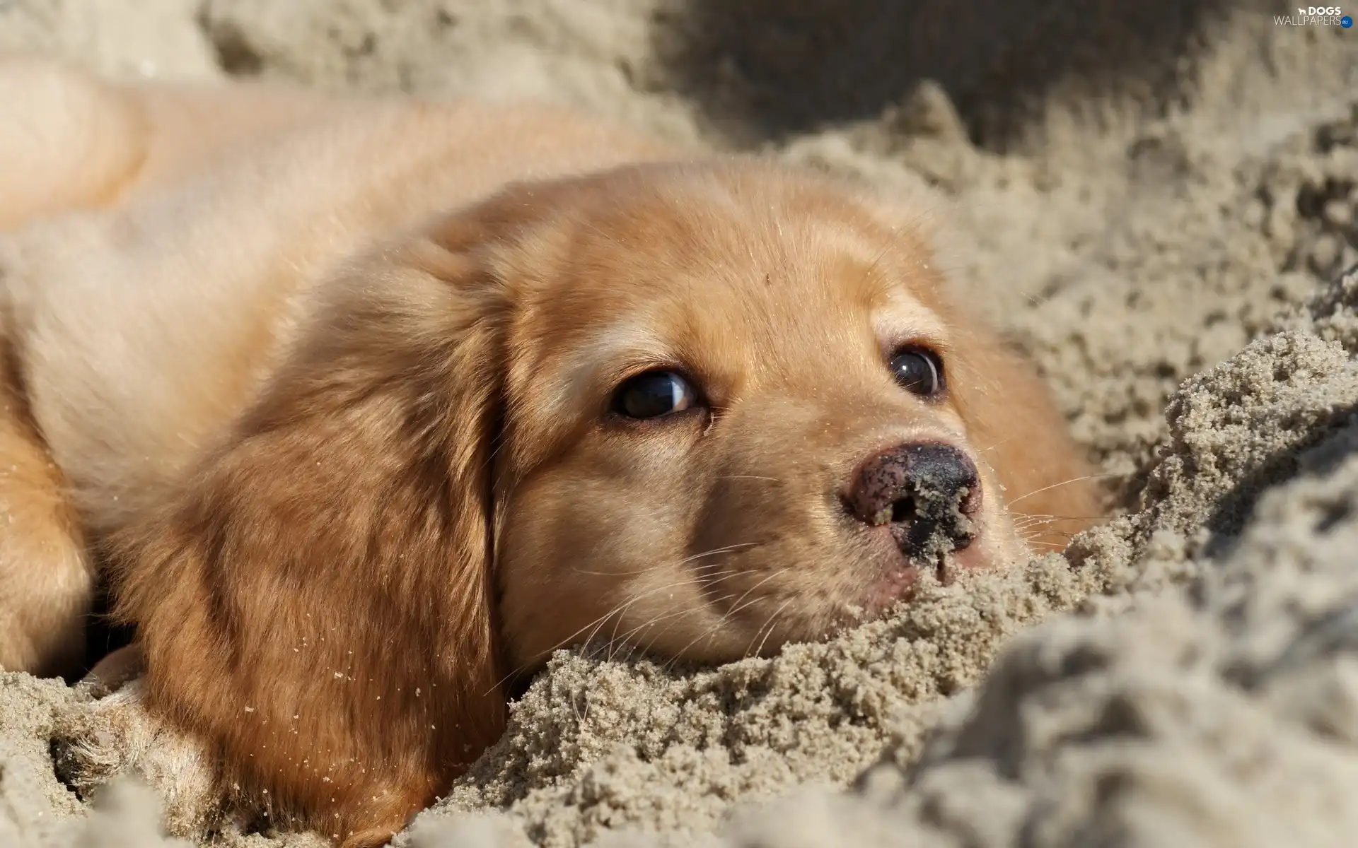 dog, Sand, ginger