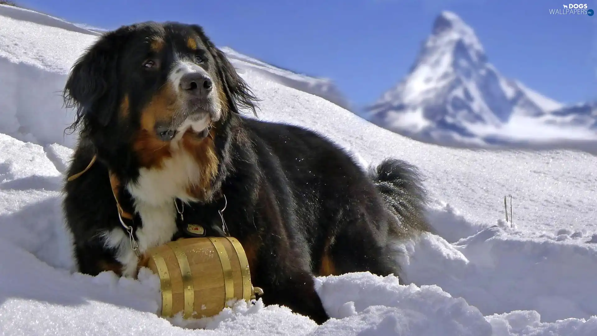 barrel, snow, dog