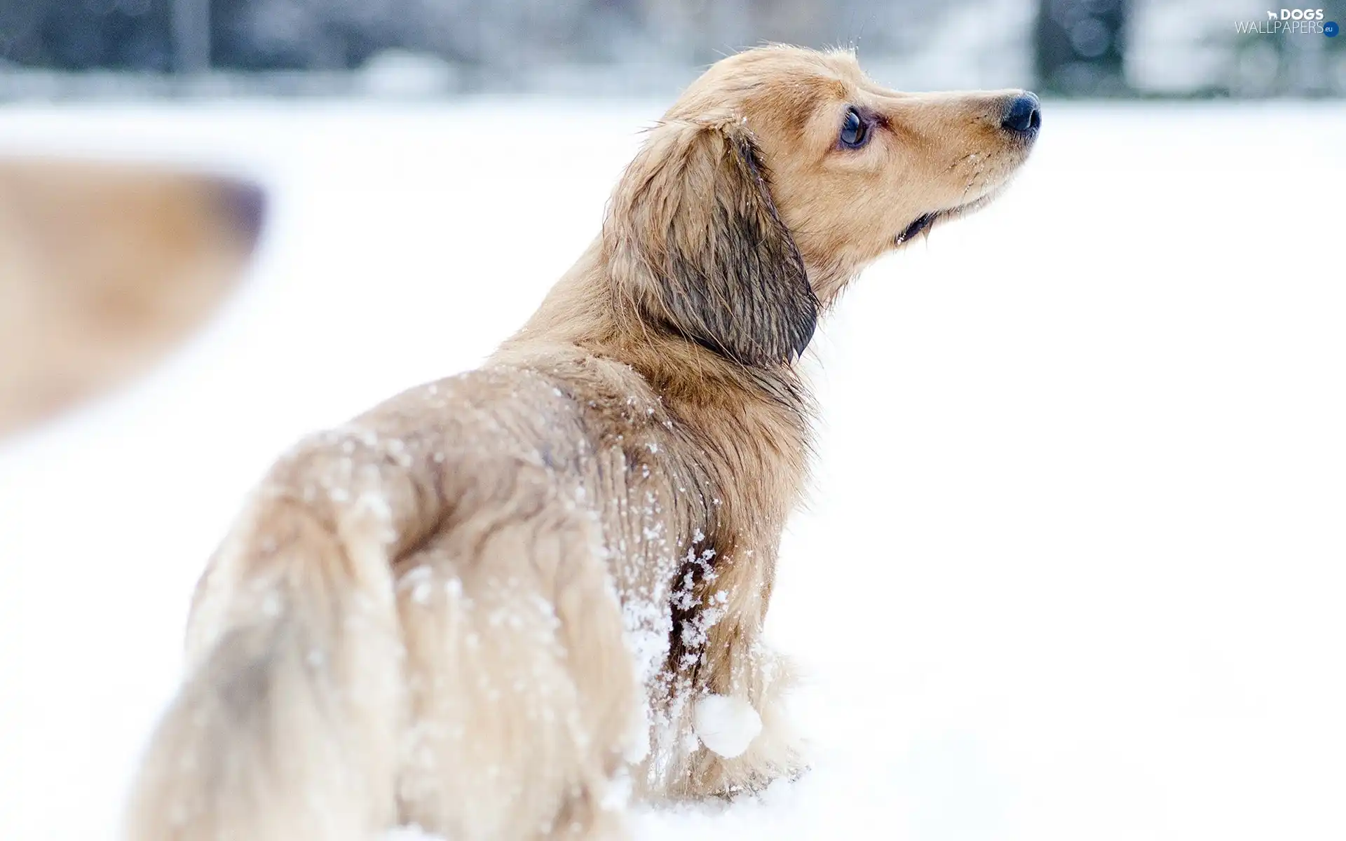 snow, winter, dachshund, Longhaired