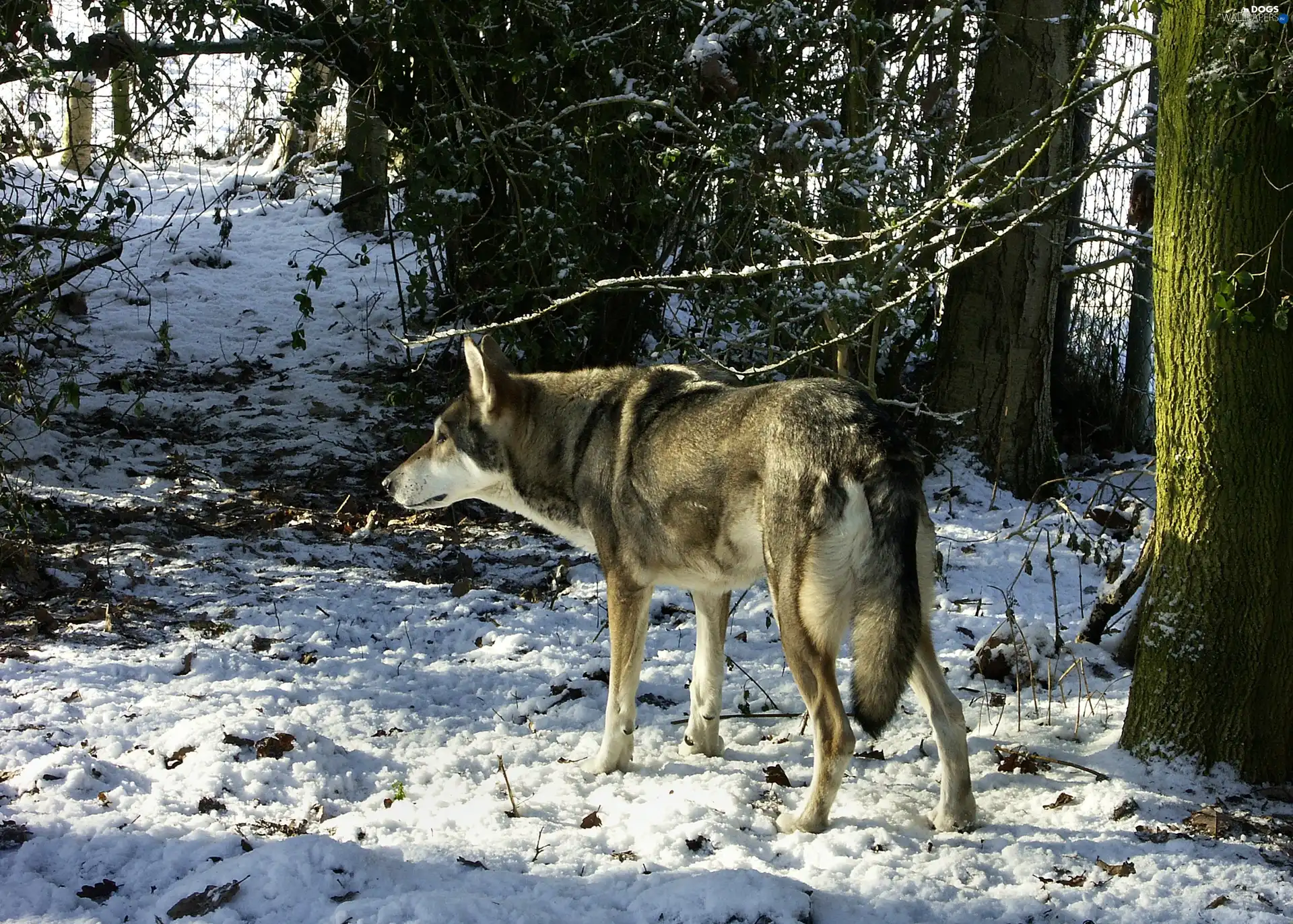 forest, snow, Saarlooswolfhond