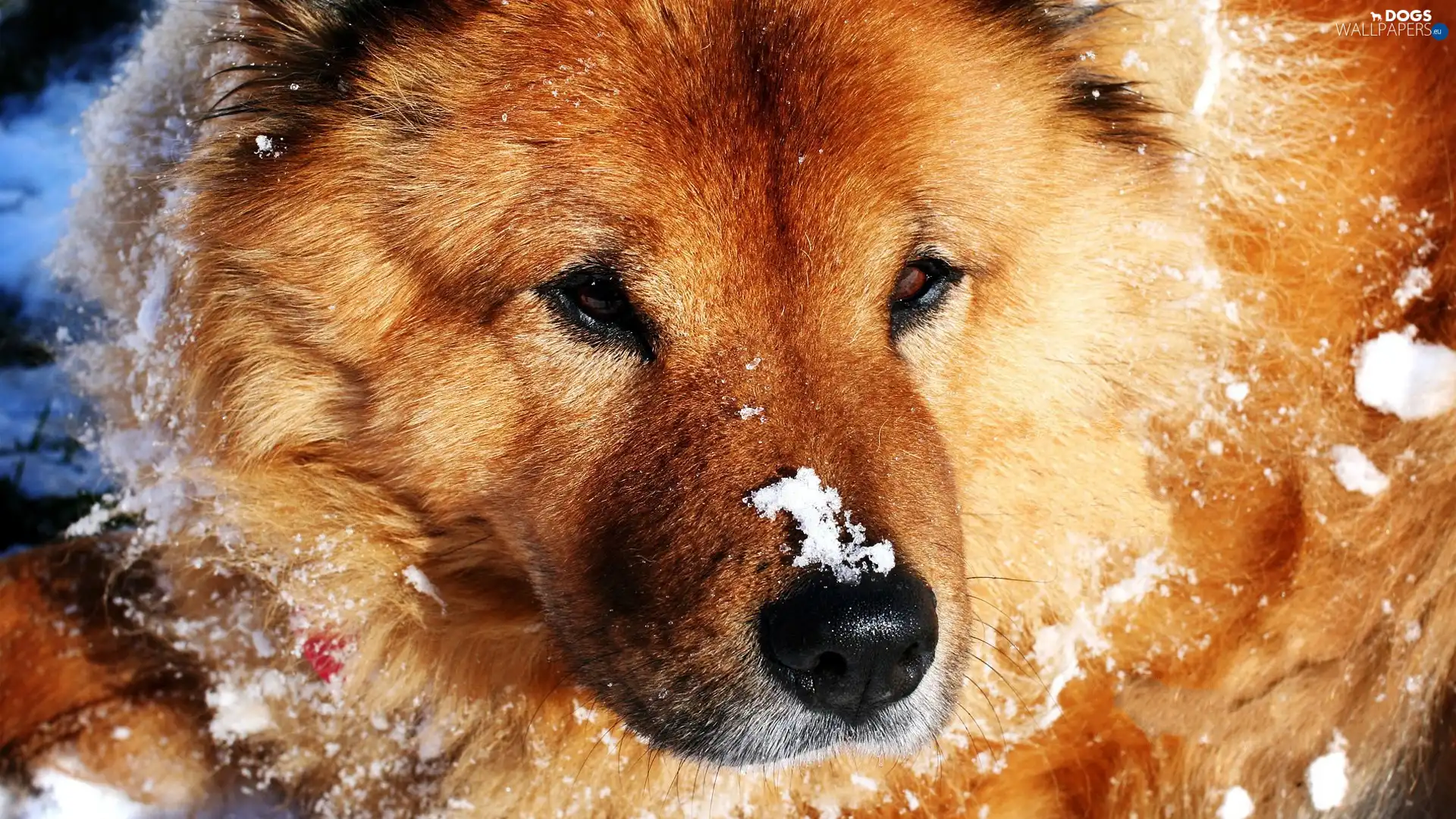 sprinkle, snow, dog