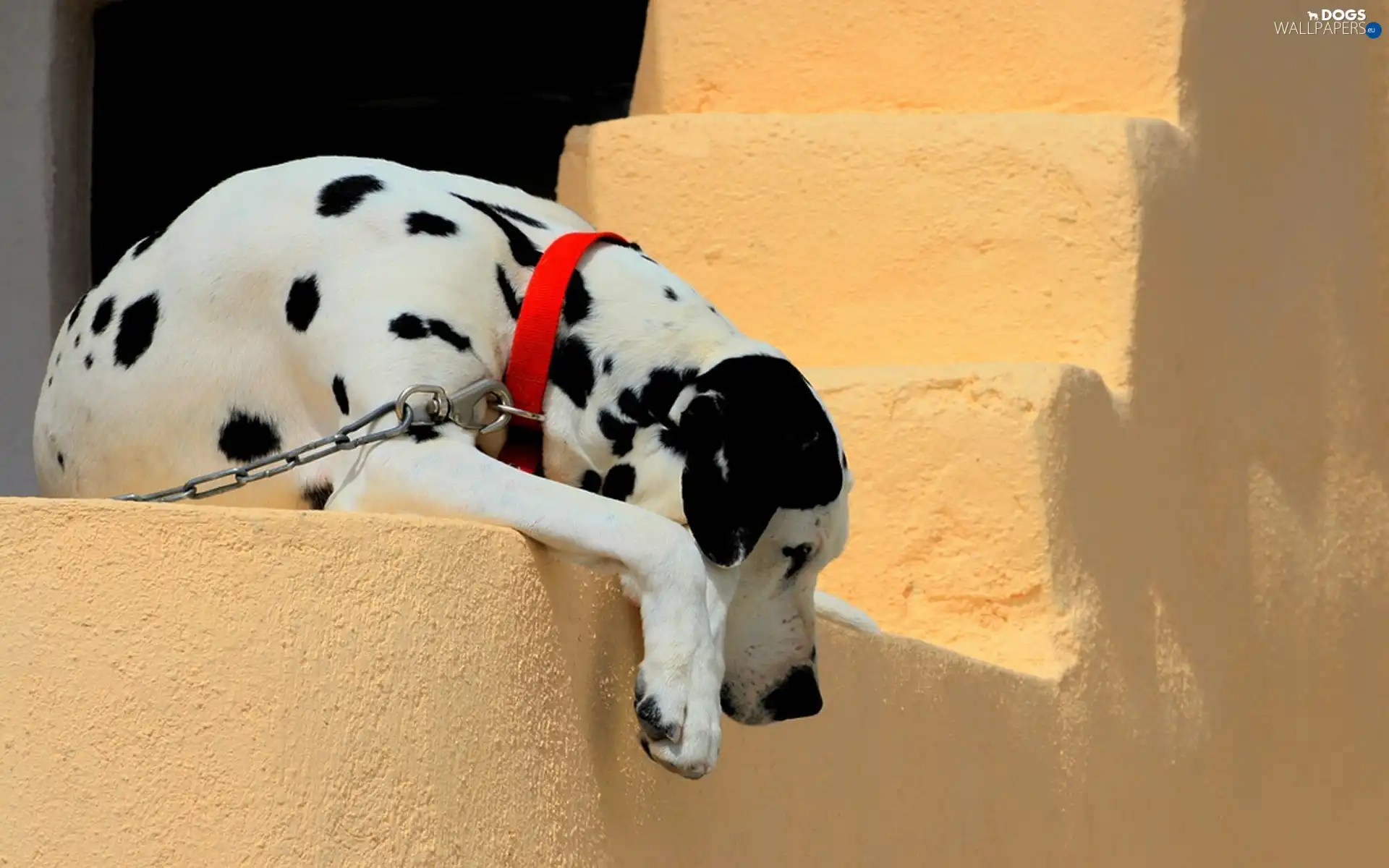 Dalmatian, Stairs, dog