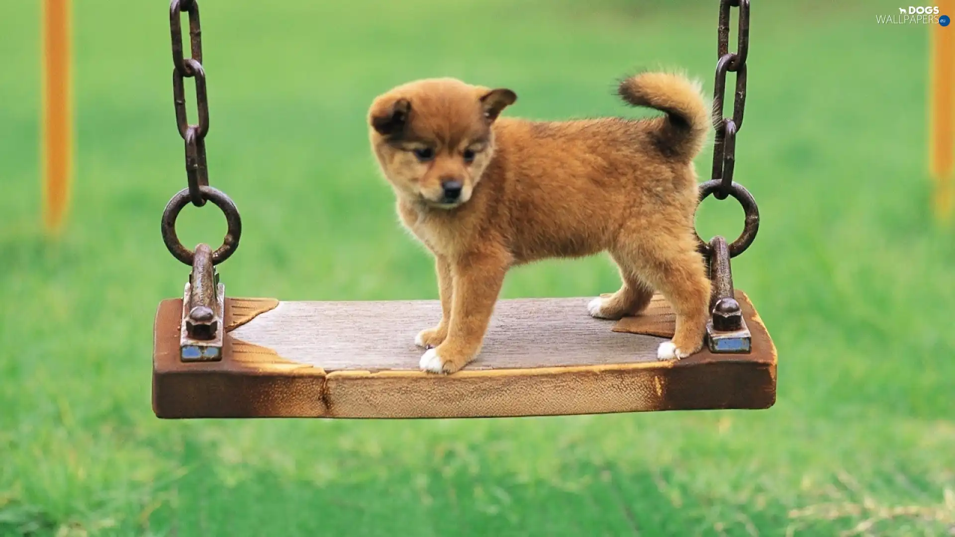 Swing, Akita, Puppy