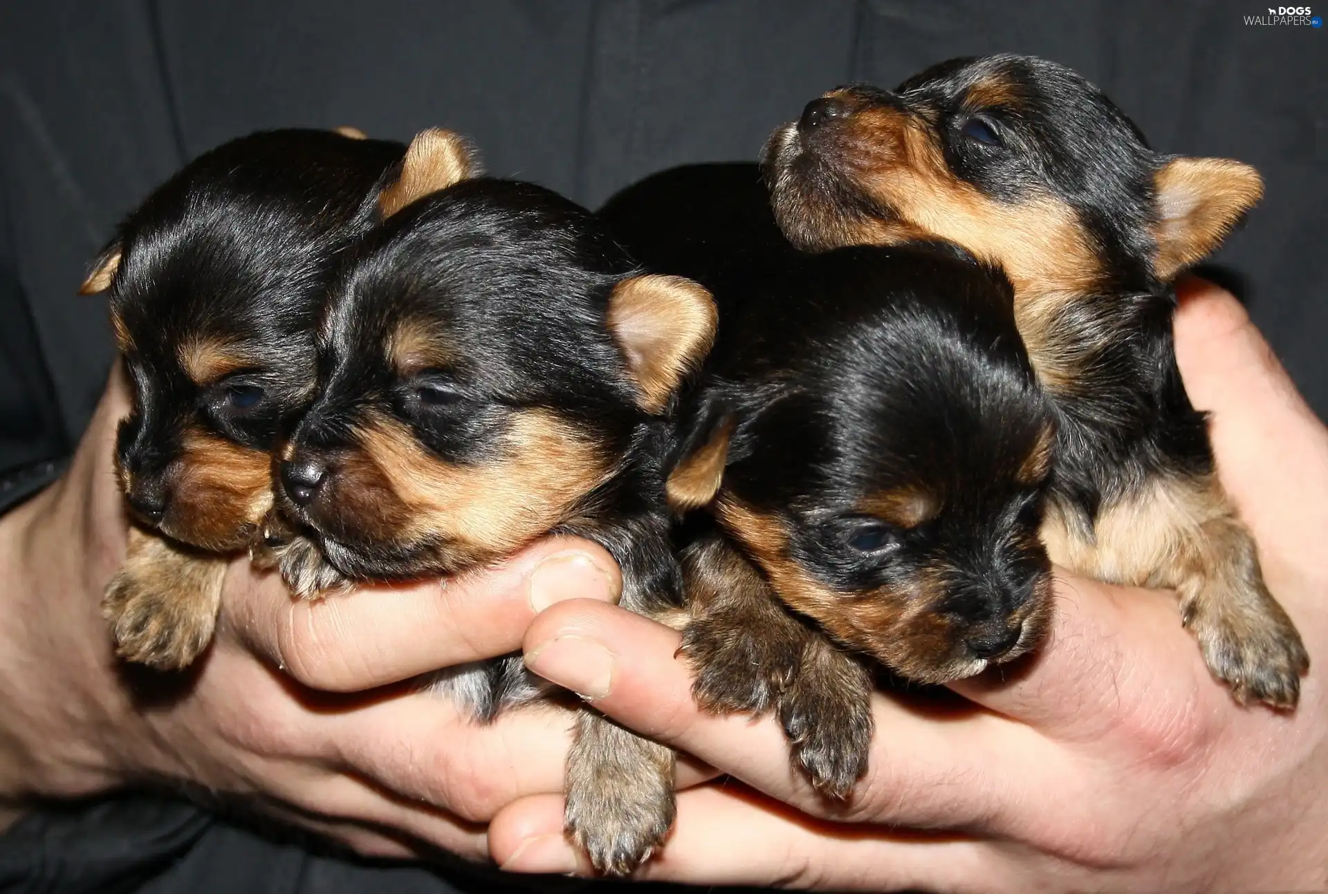 terriers, puppies