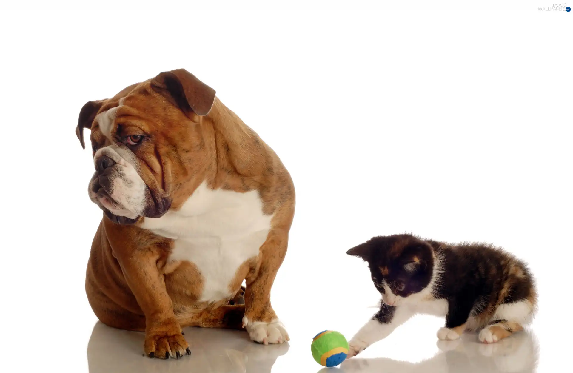 the ball, dog, small, Buldog, kitten