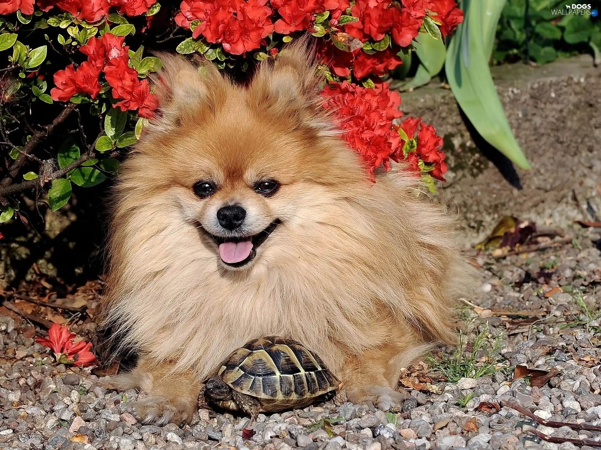turtle, friend, point, Garden
