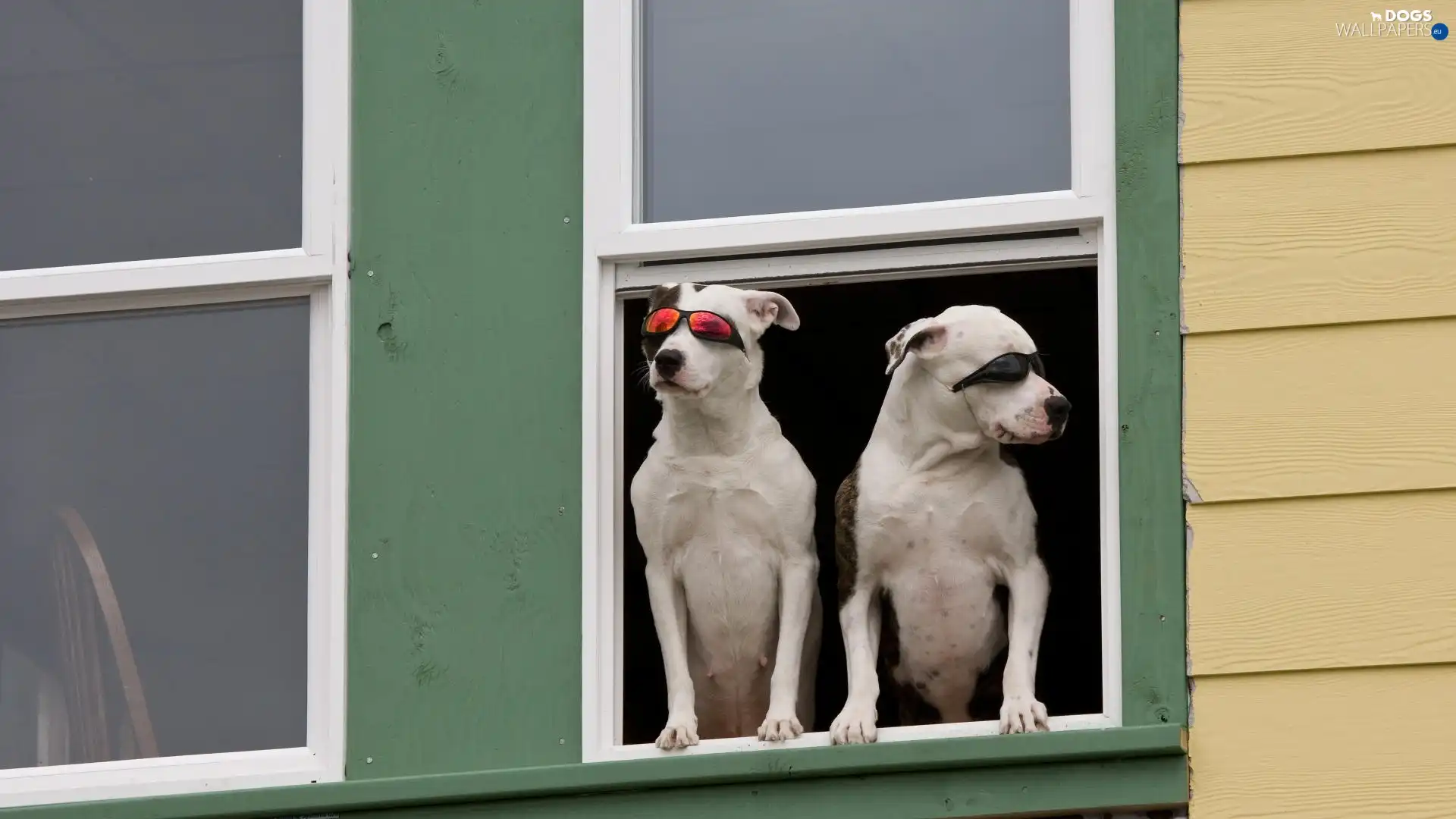 Glasses, Window, Dogs