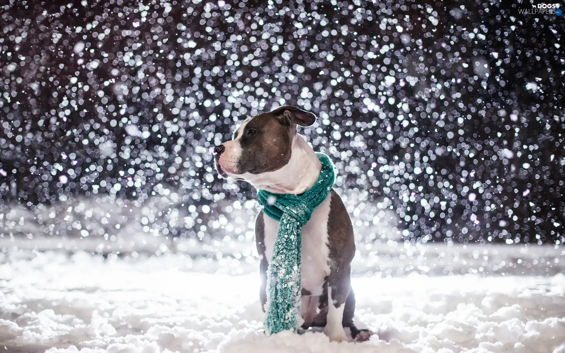 winter, snow, dog, Amstaff, Scarf