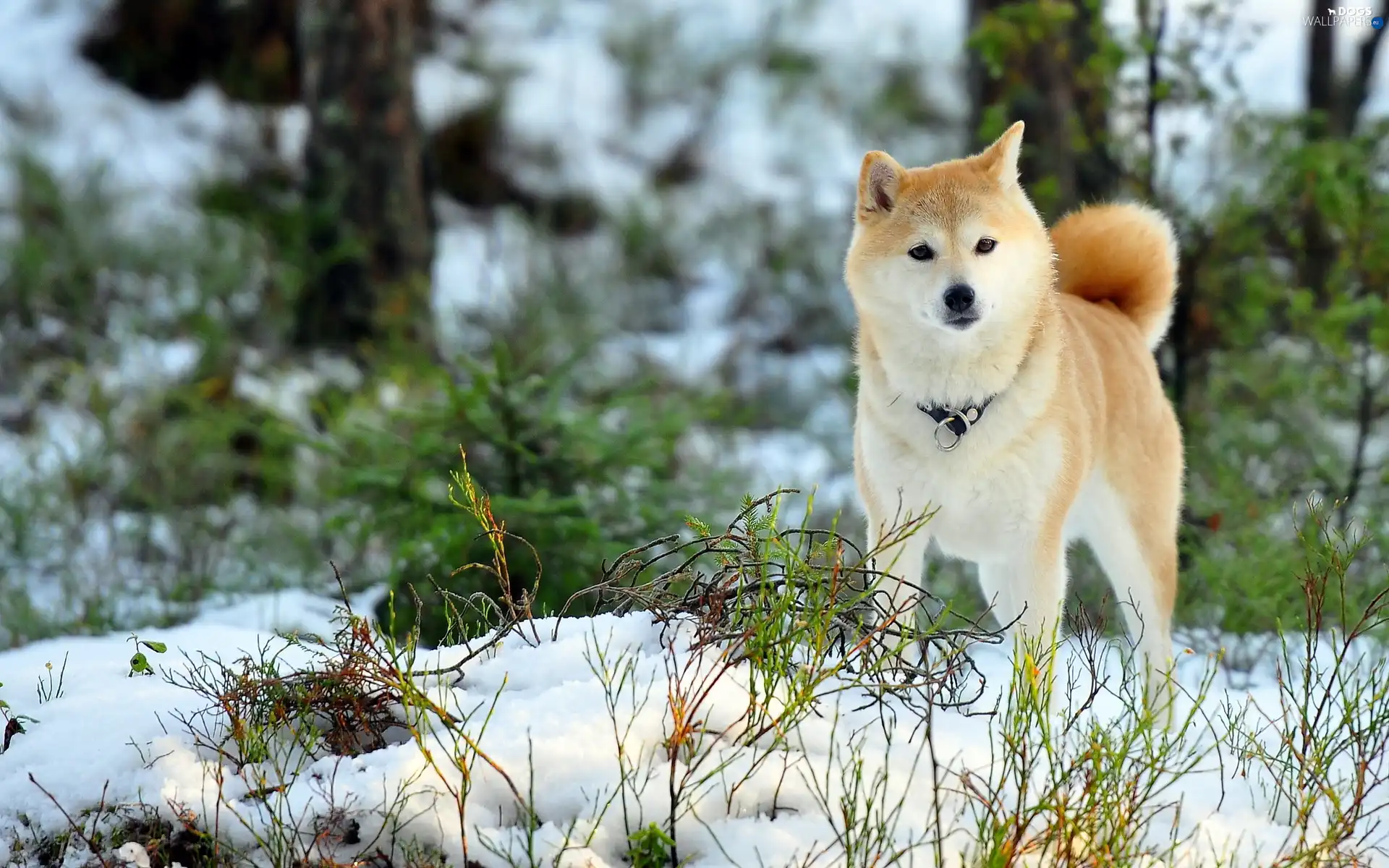 forest, winter, Akita