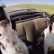 Border Collie, Cabriolet, Dogs